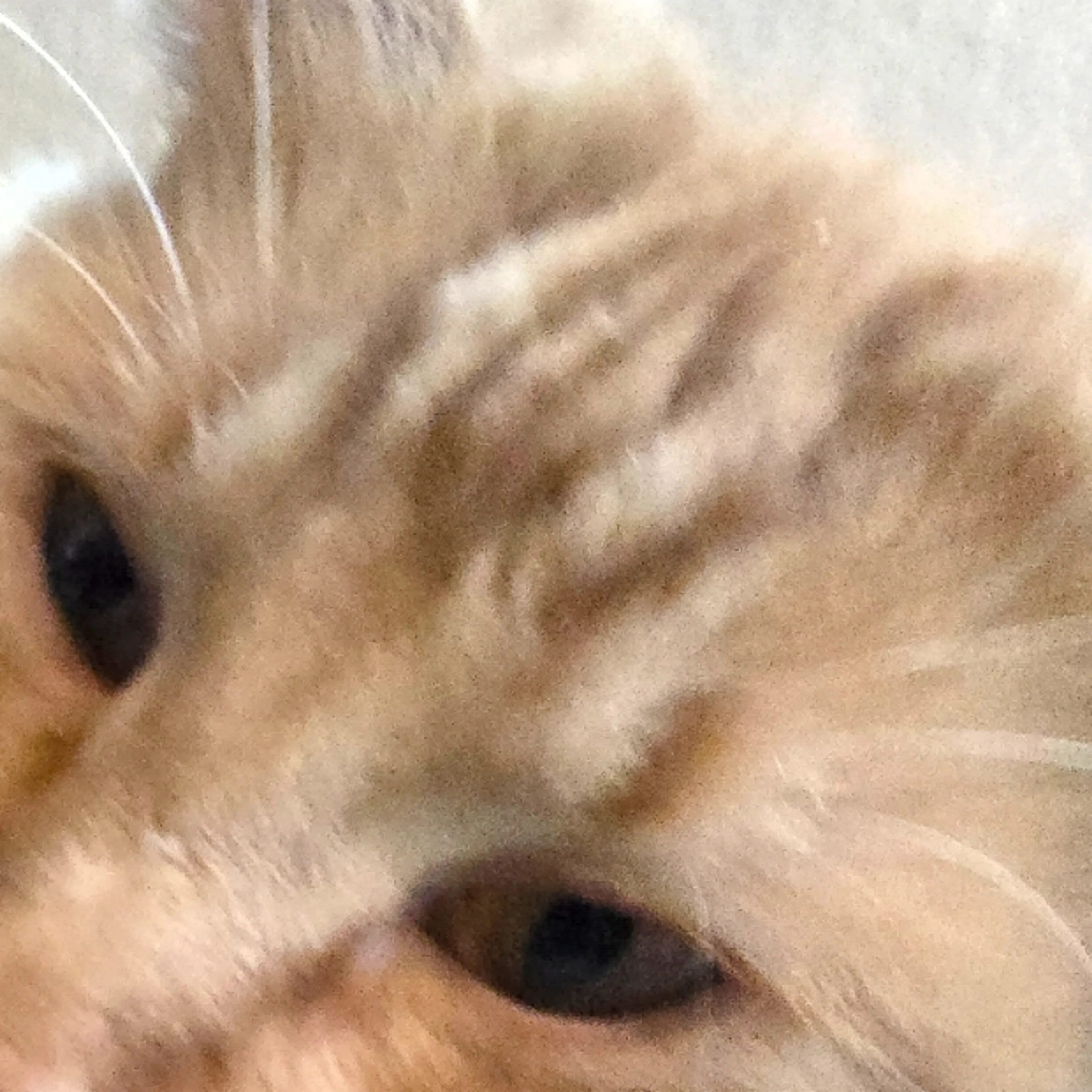 Lost pet-3