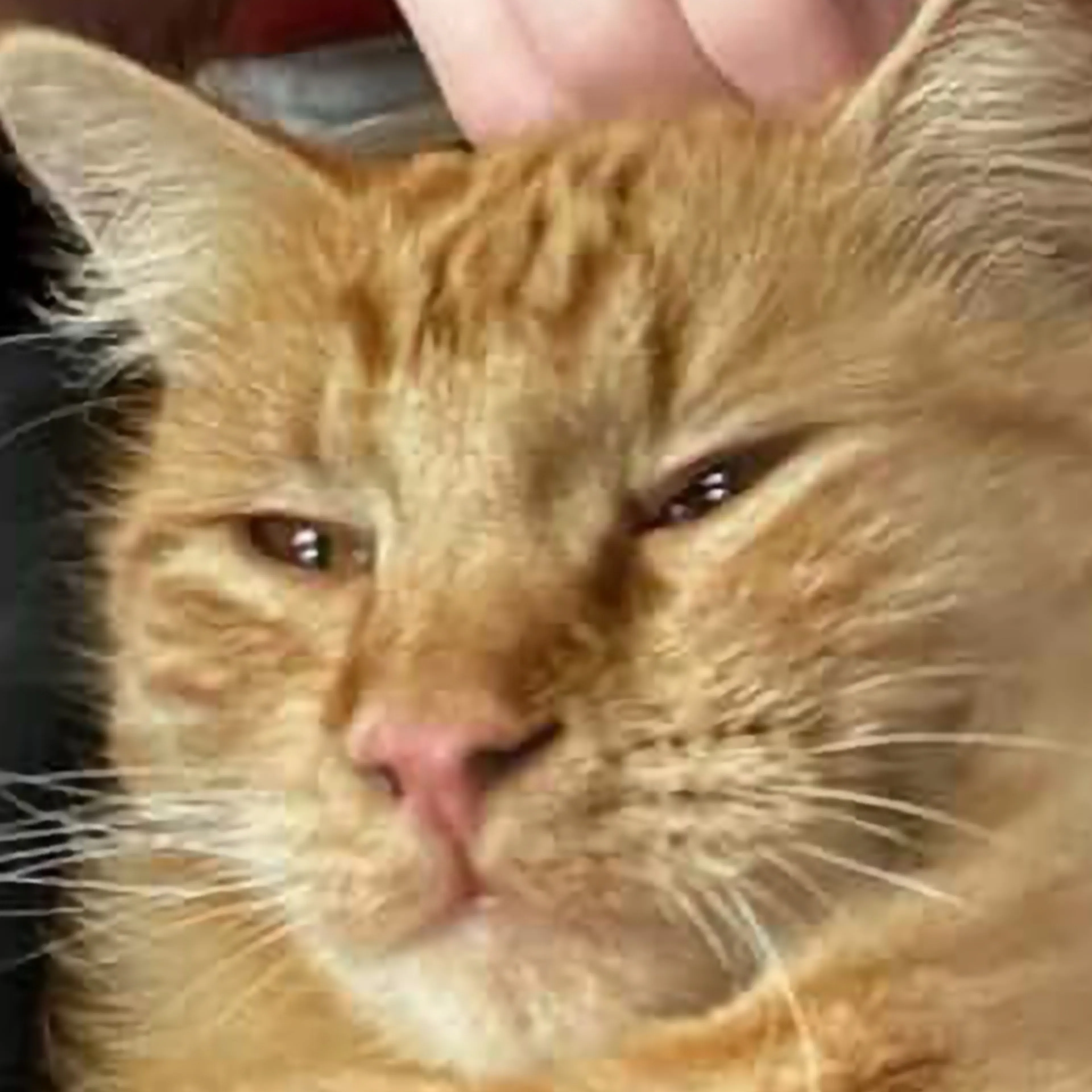 Lost pet-2
