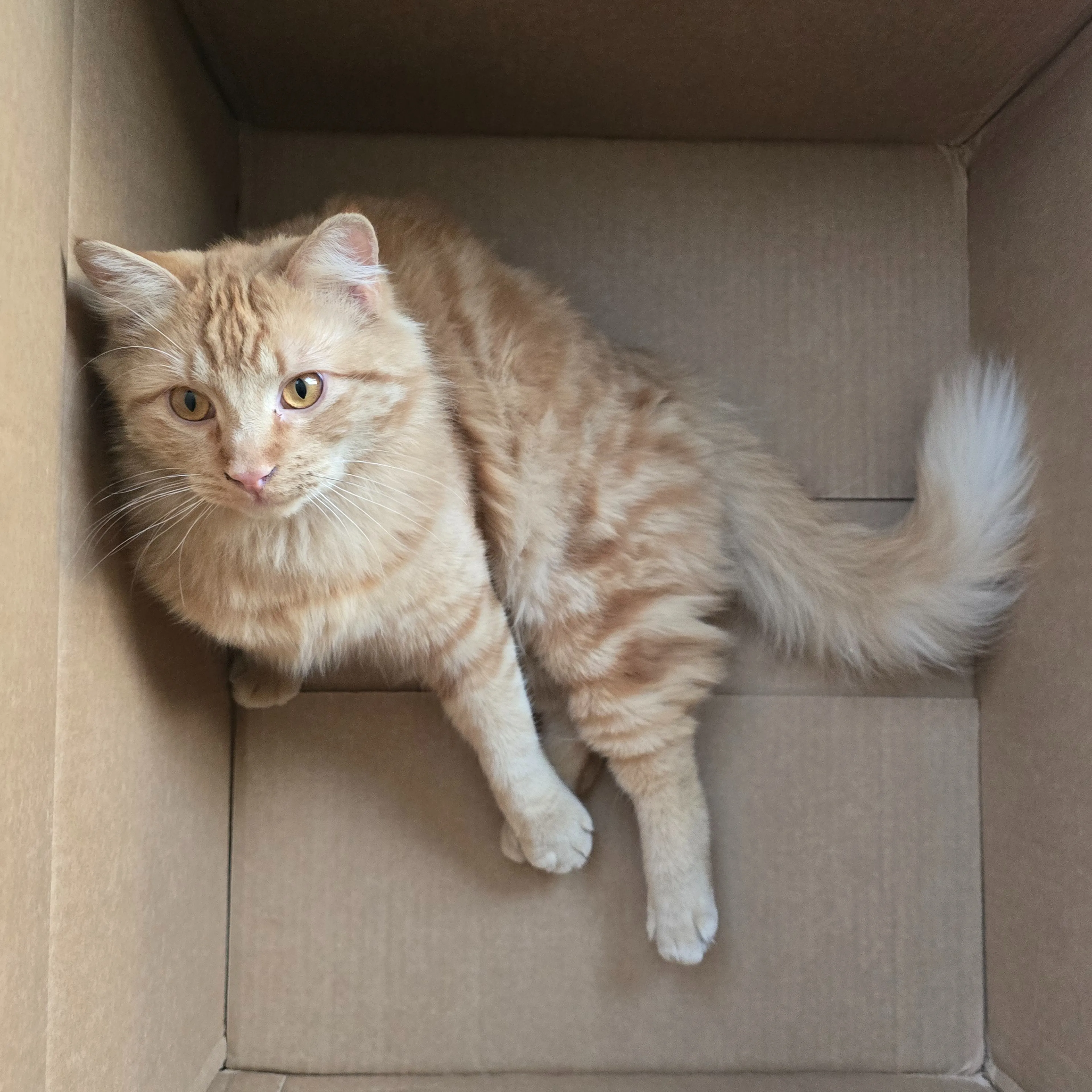 Lost pet-1