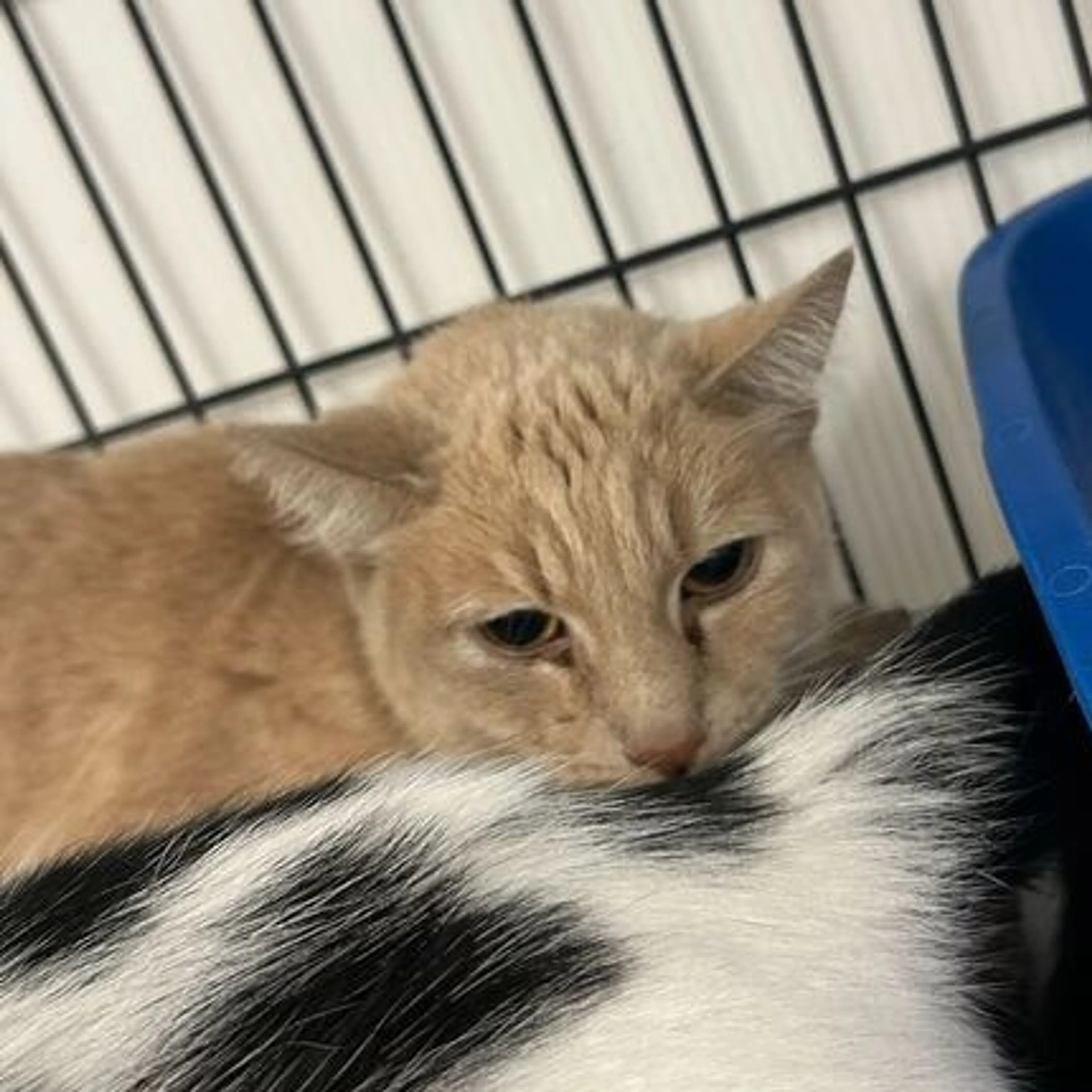 Found pet-2