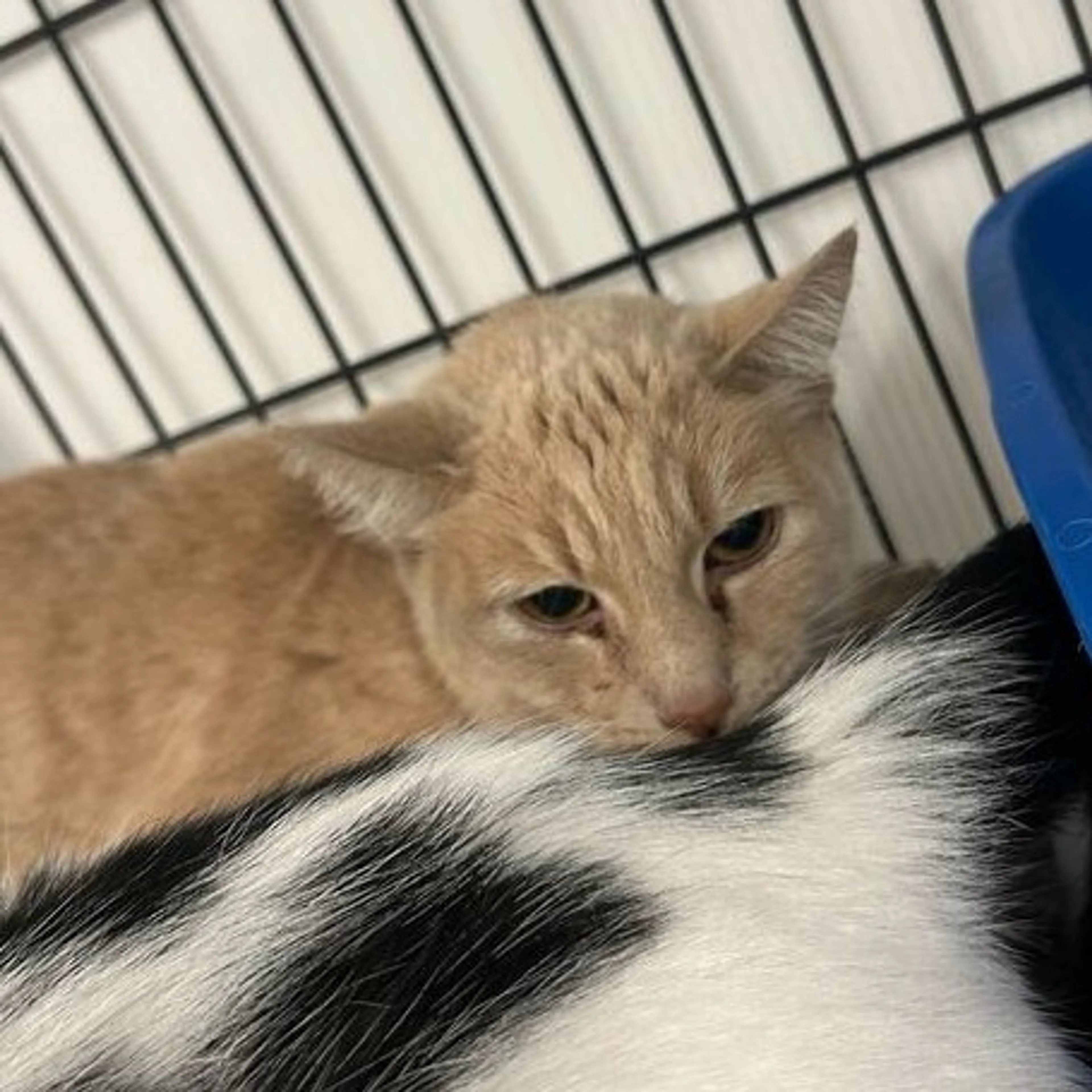 Found pet-1