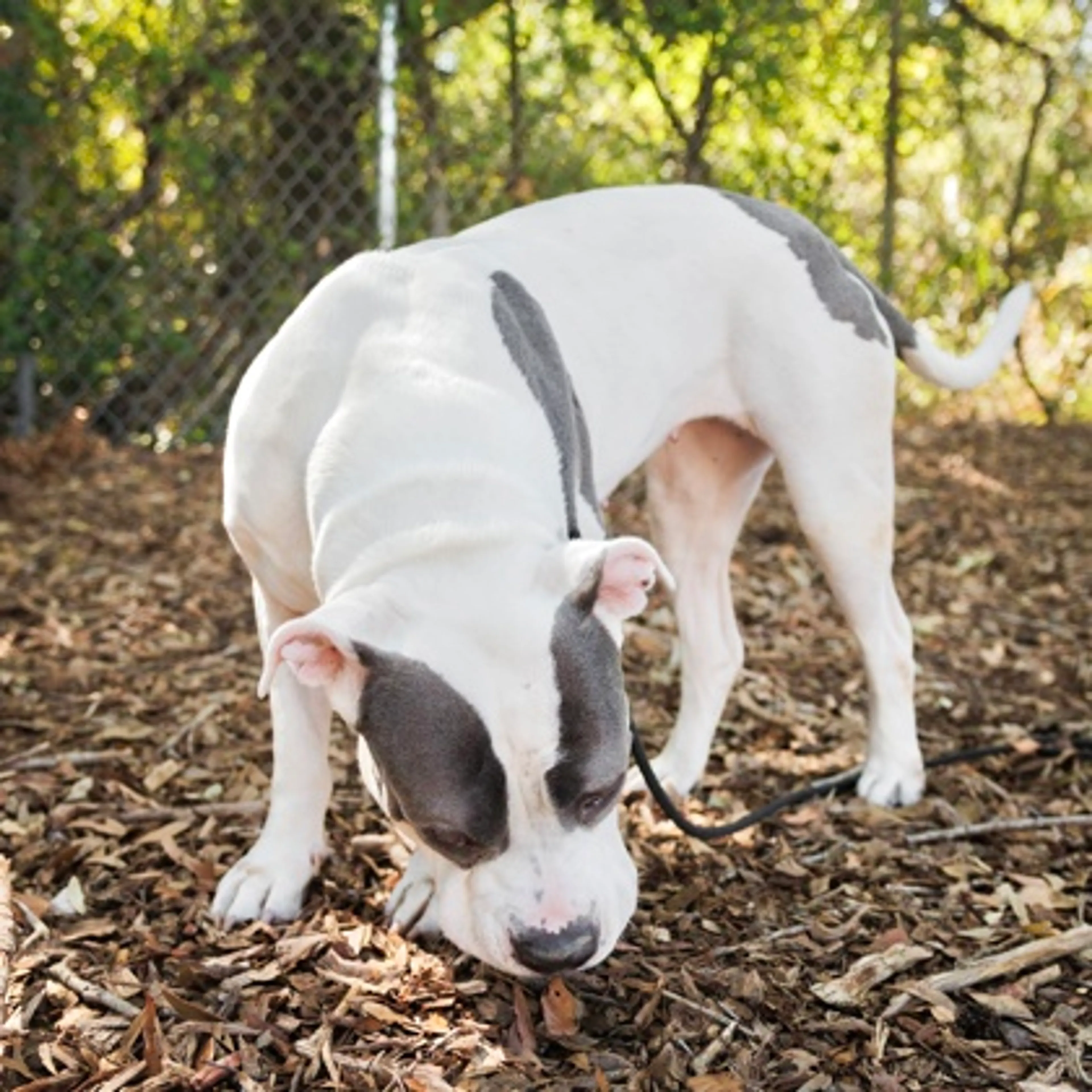 Found pet-2