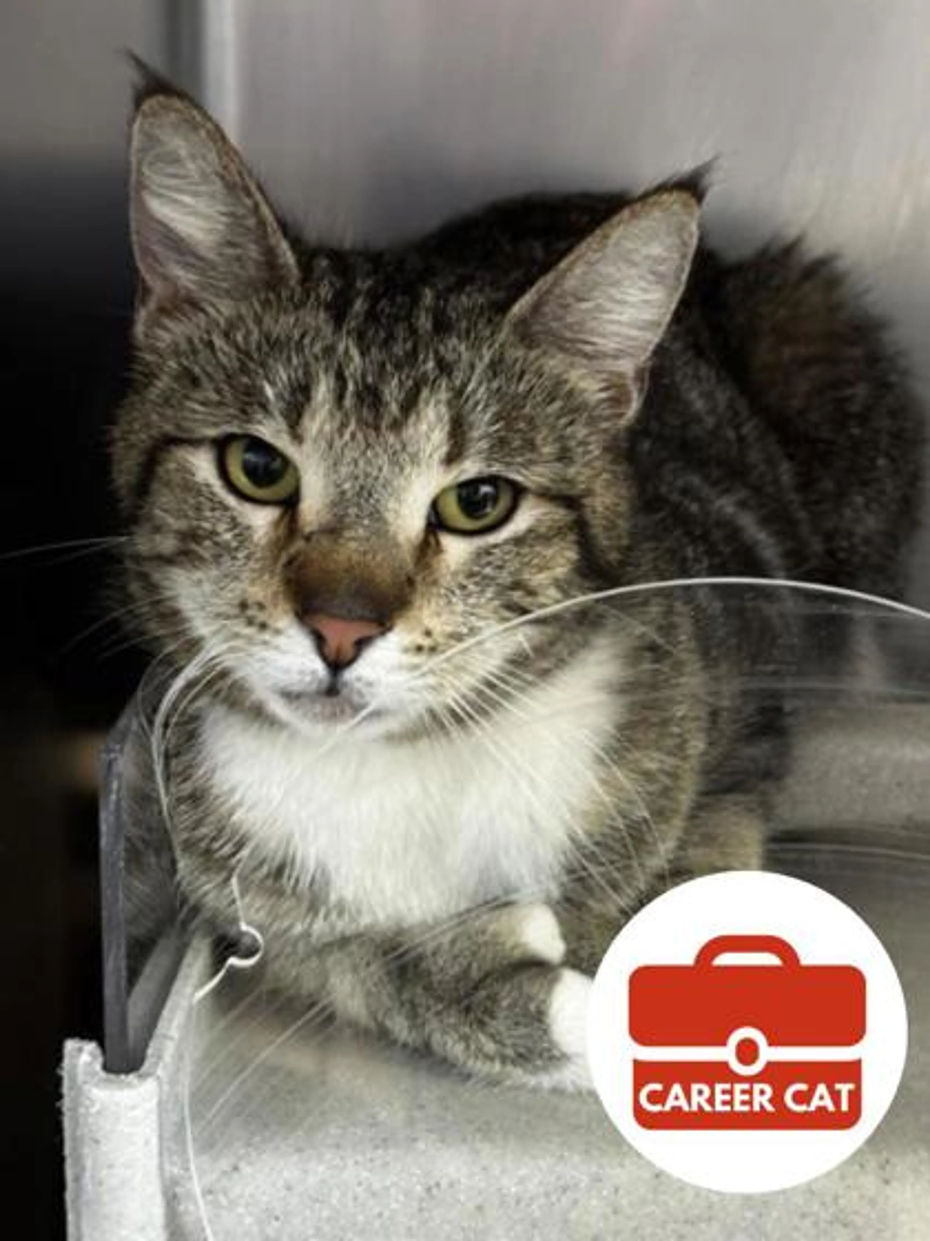 Found pet
