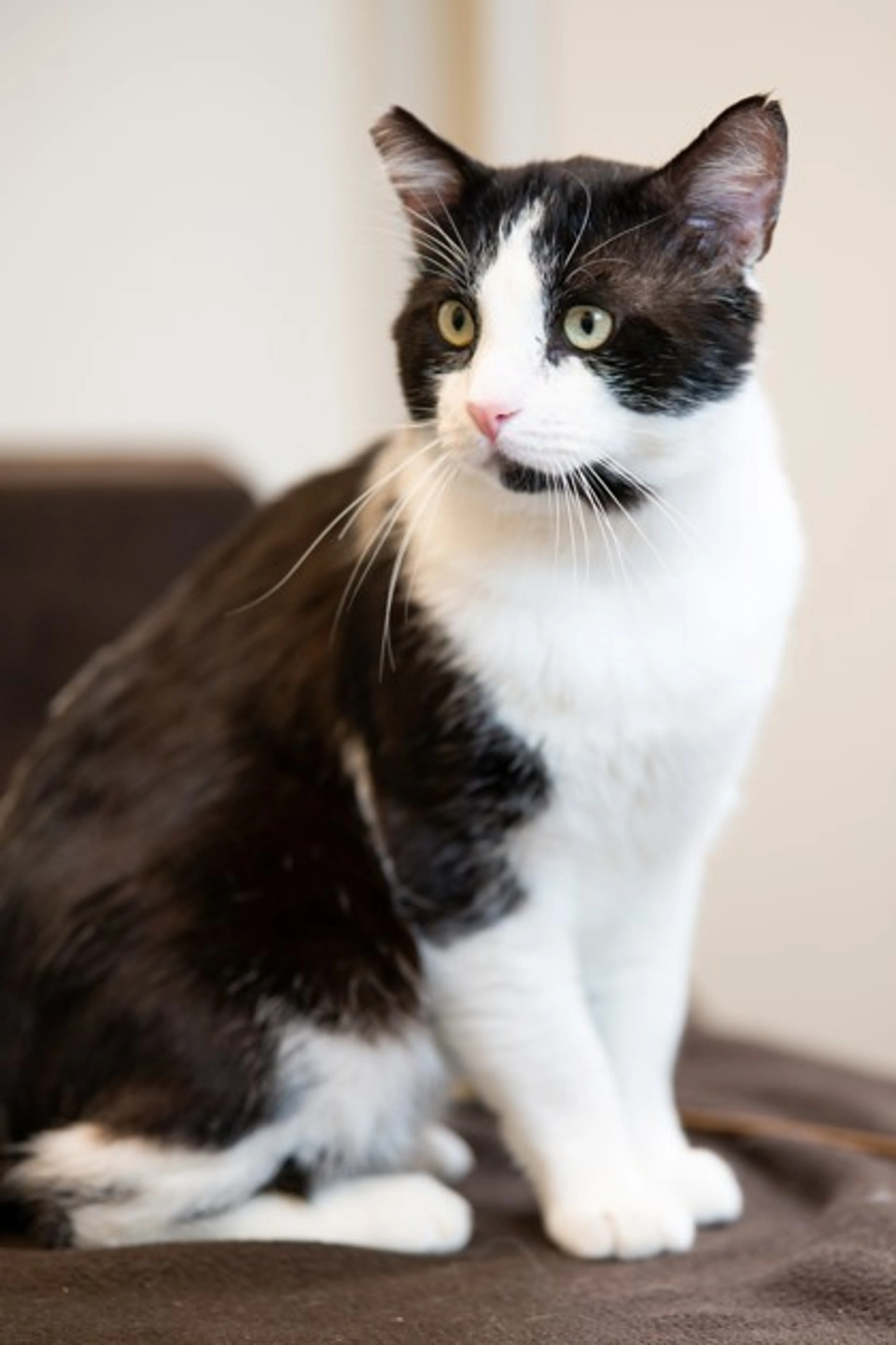 Found pet-1