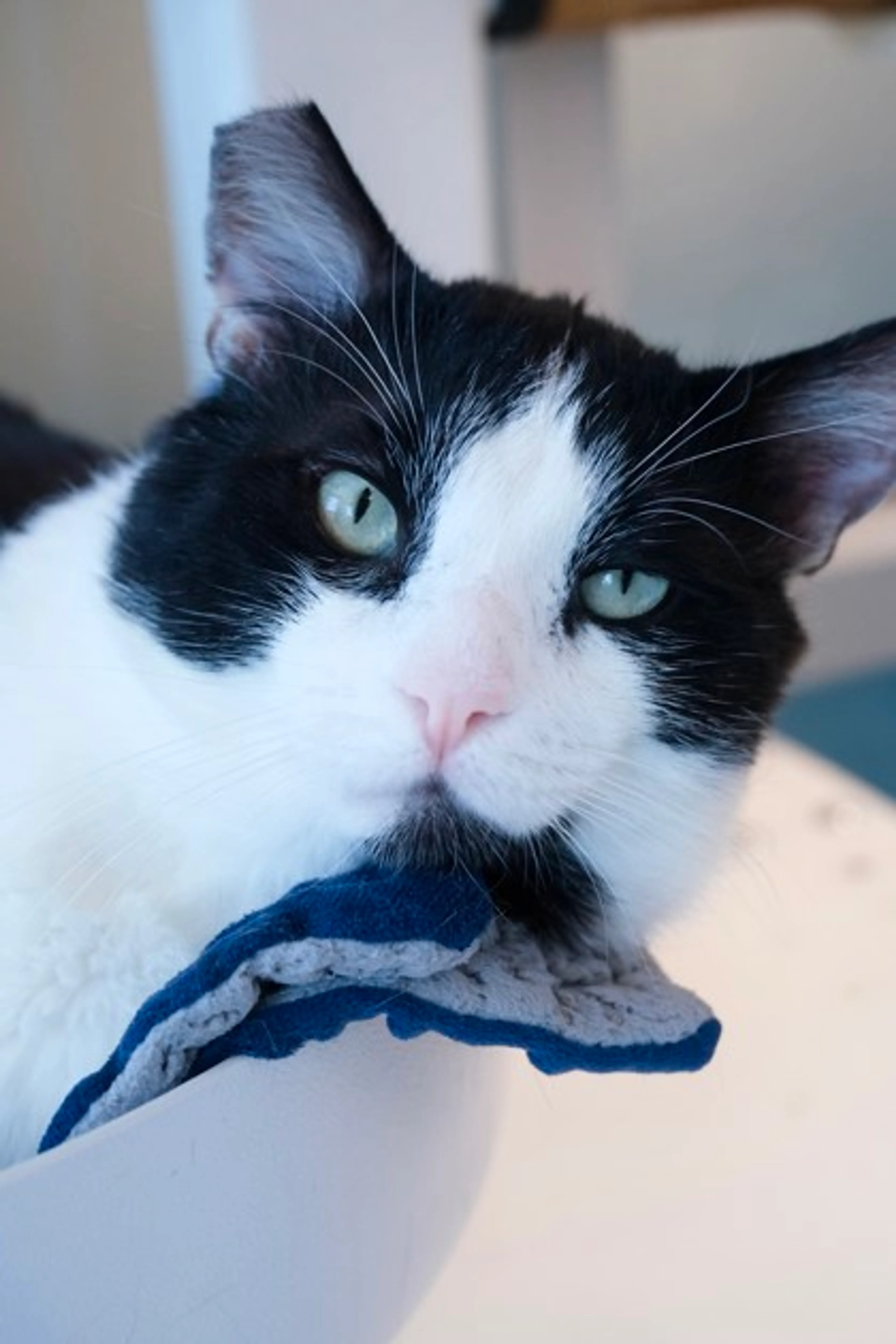 Found pet-2