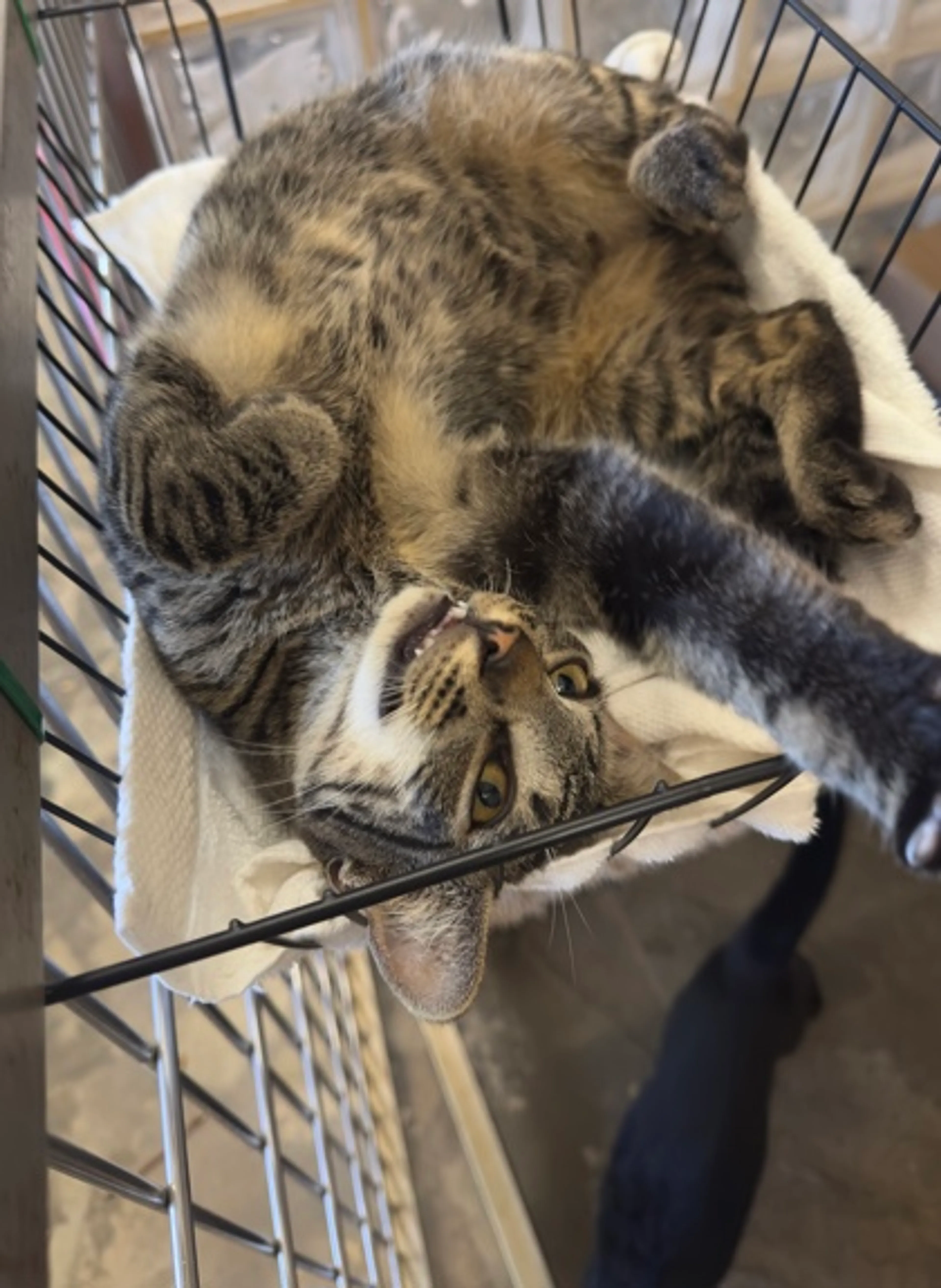 Found pet-0