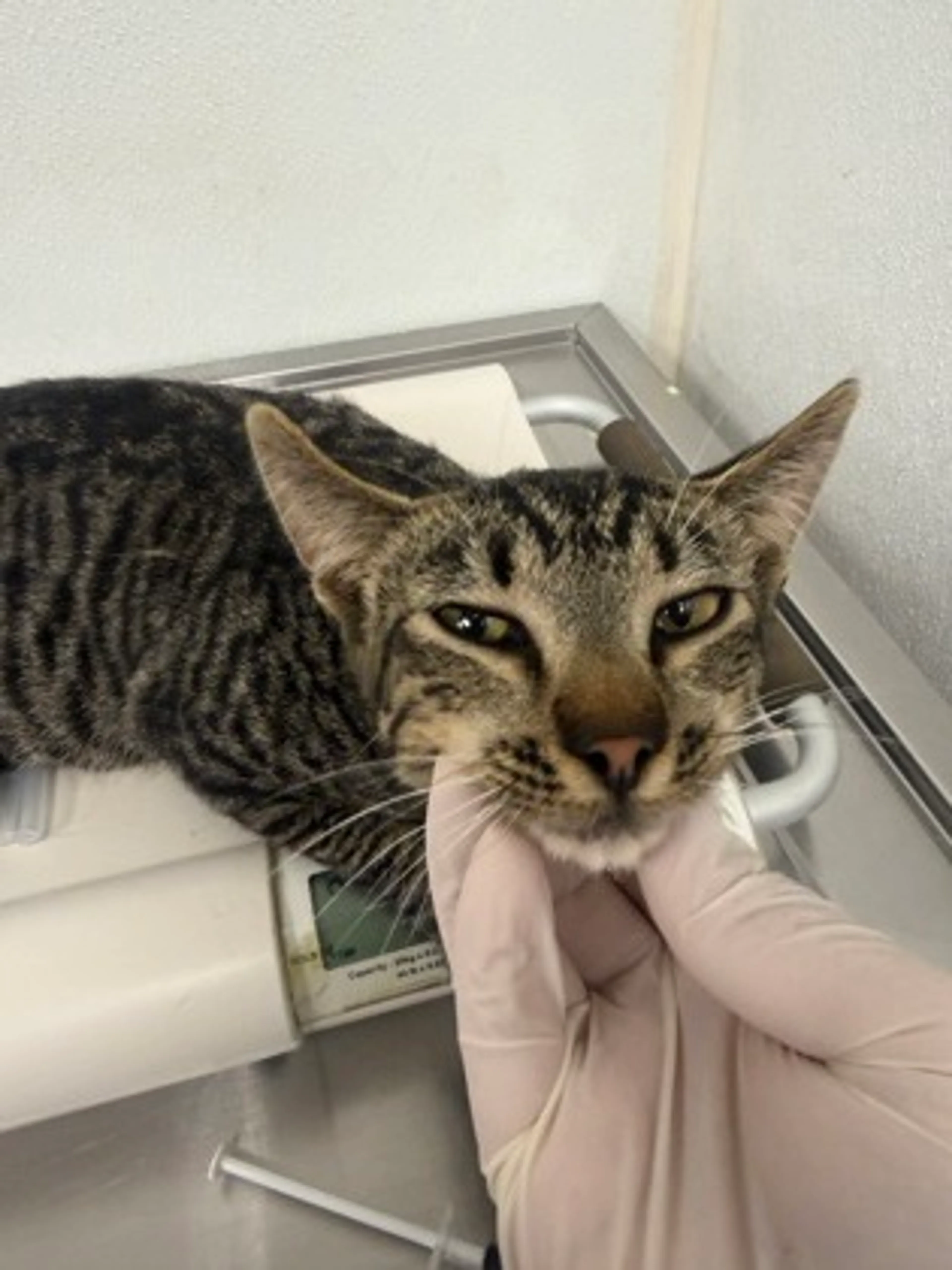 Found pet-1
