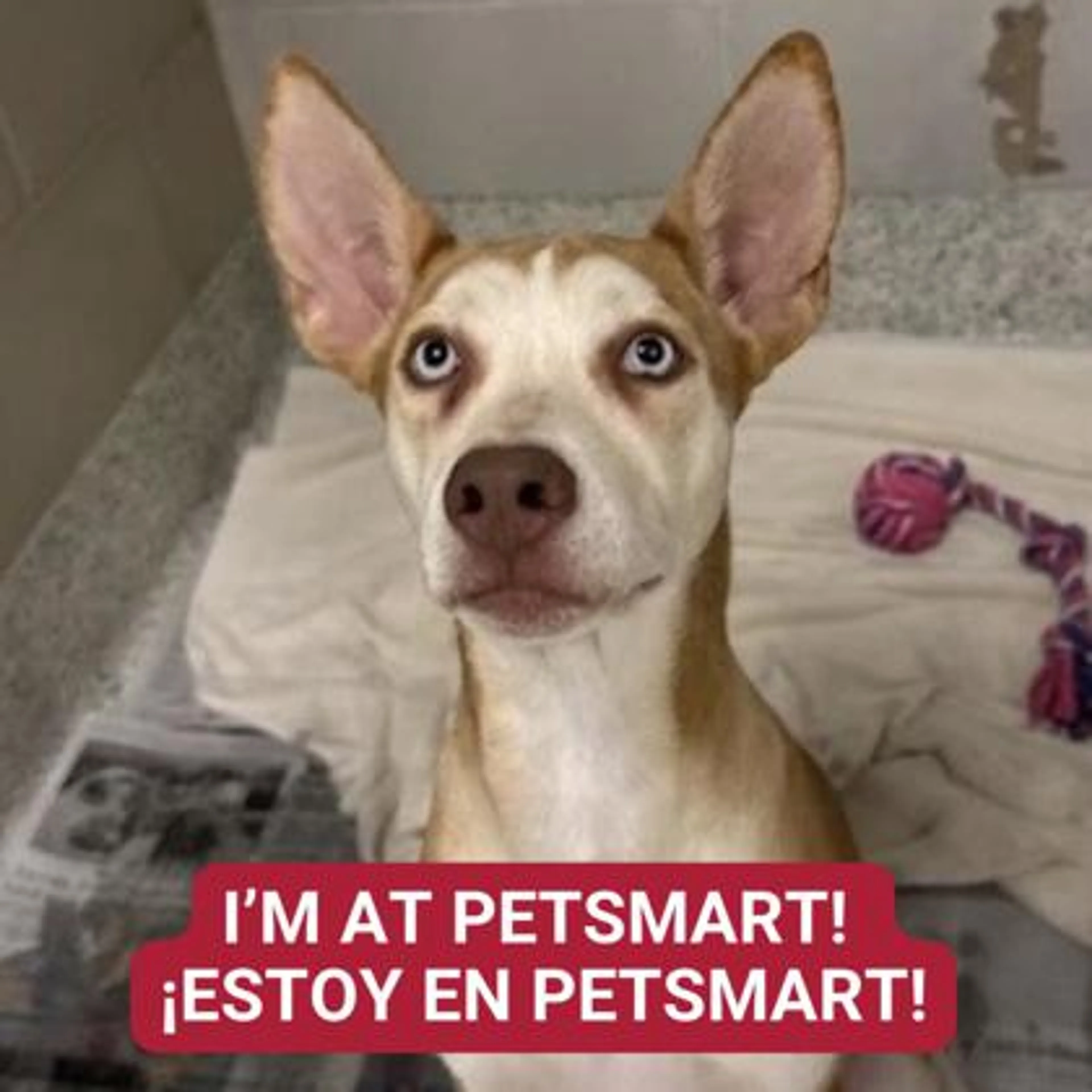 cdn image