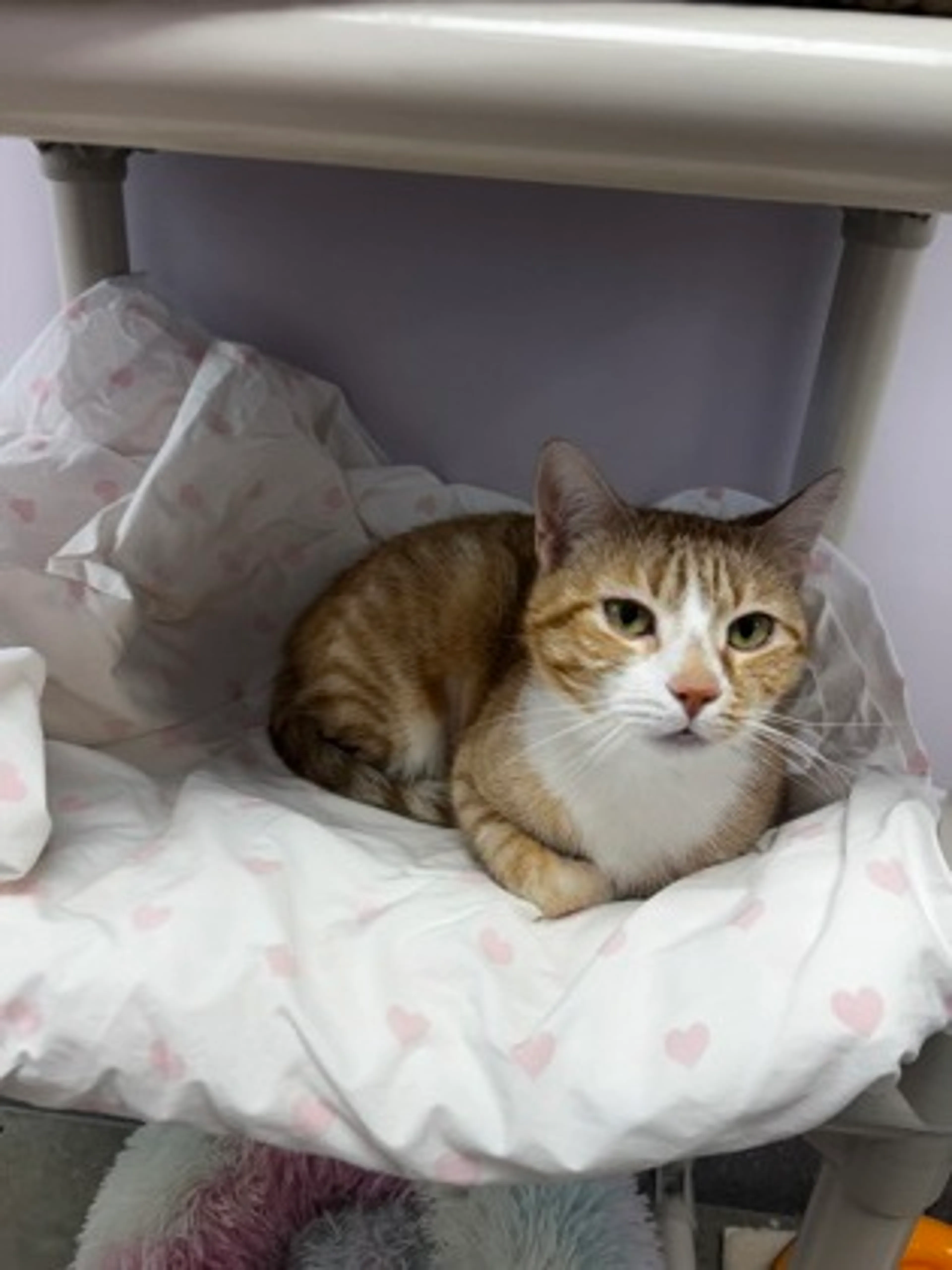 Found pet-2