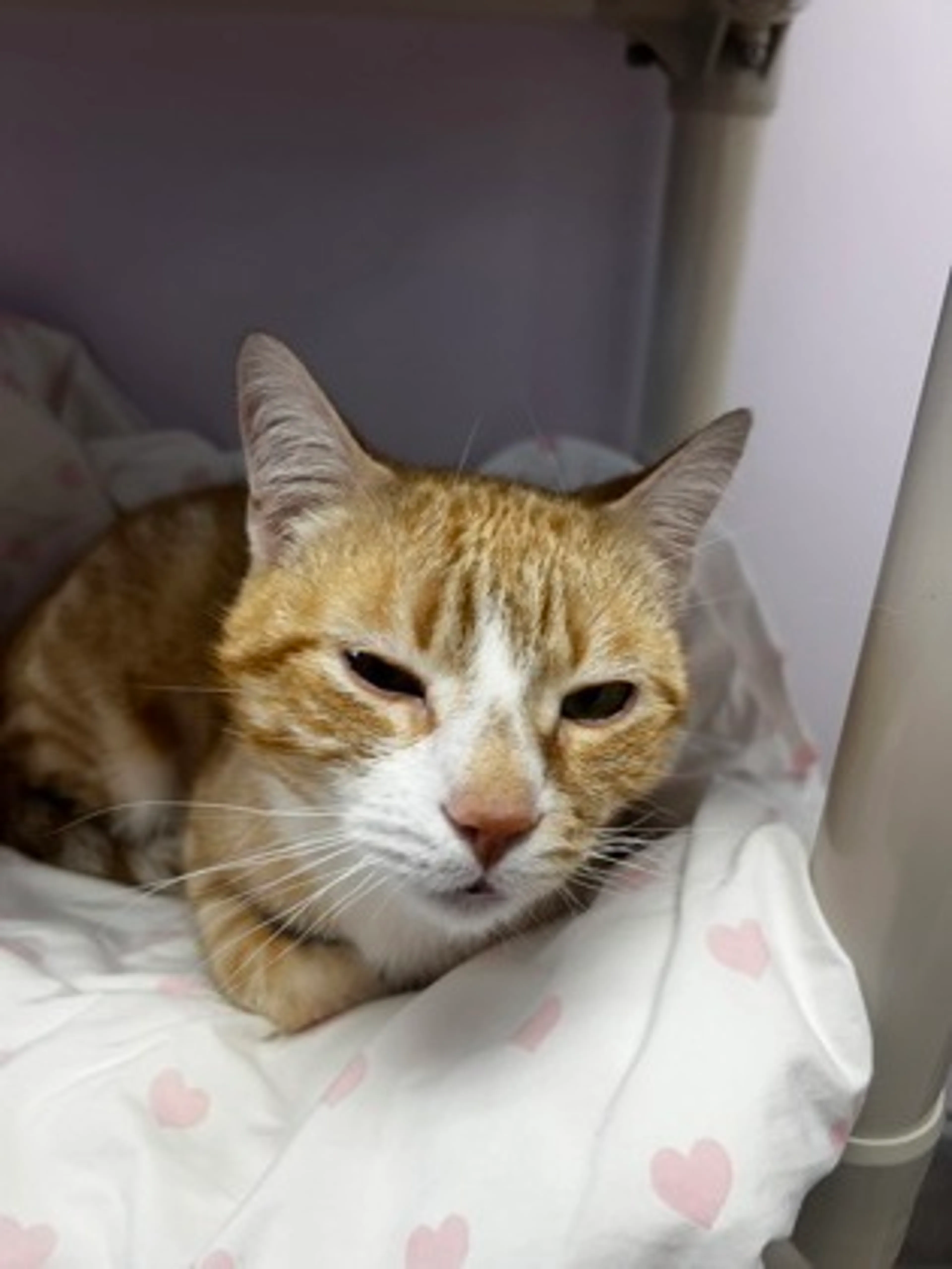 Found pet-1
