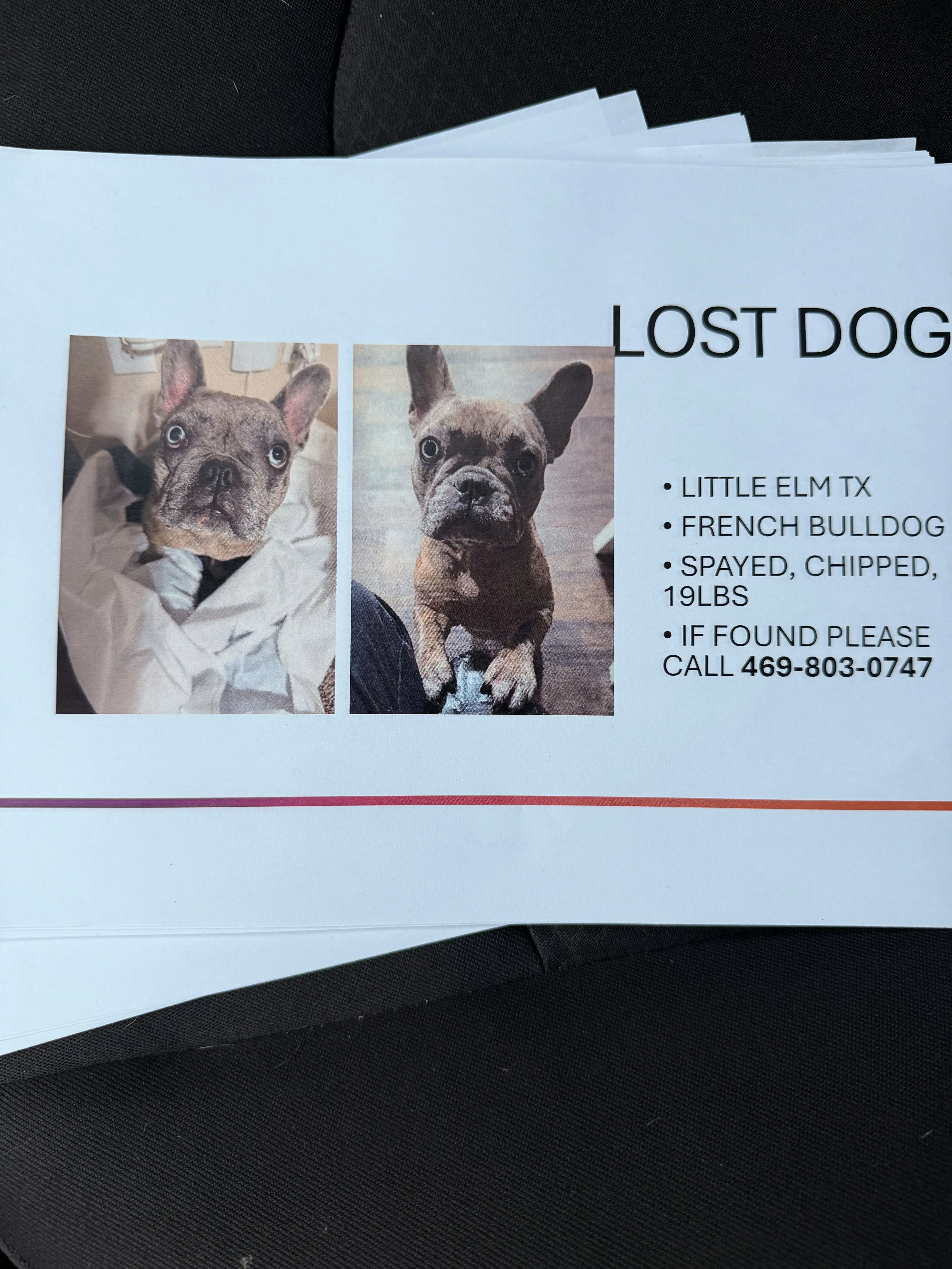 Lost pet