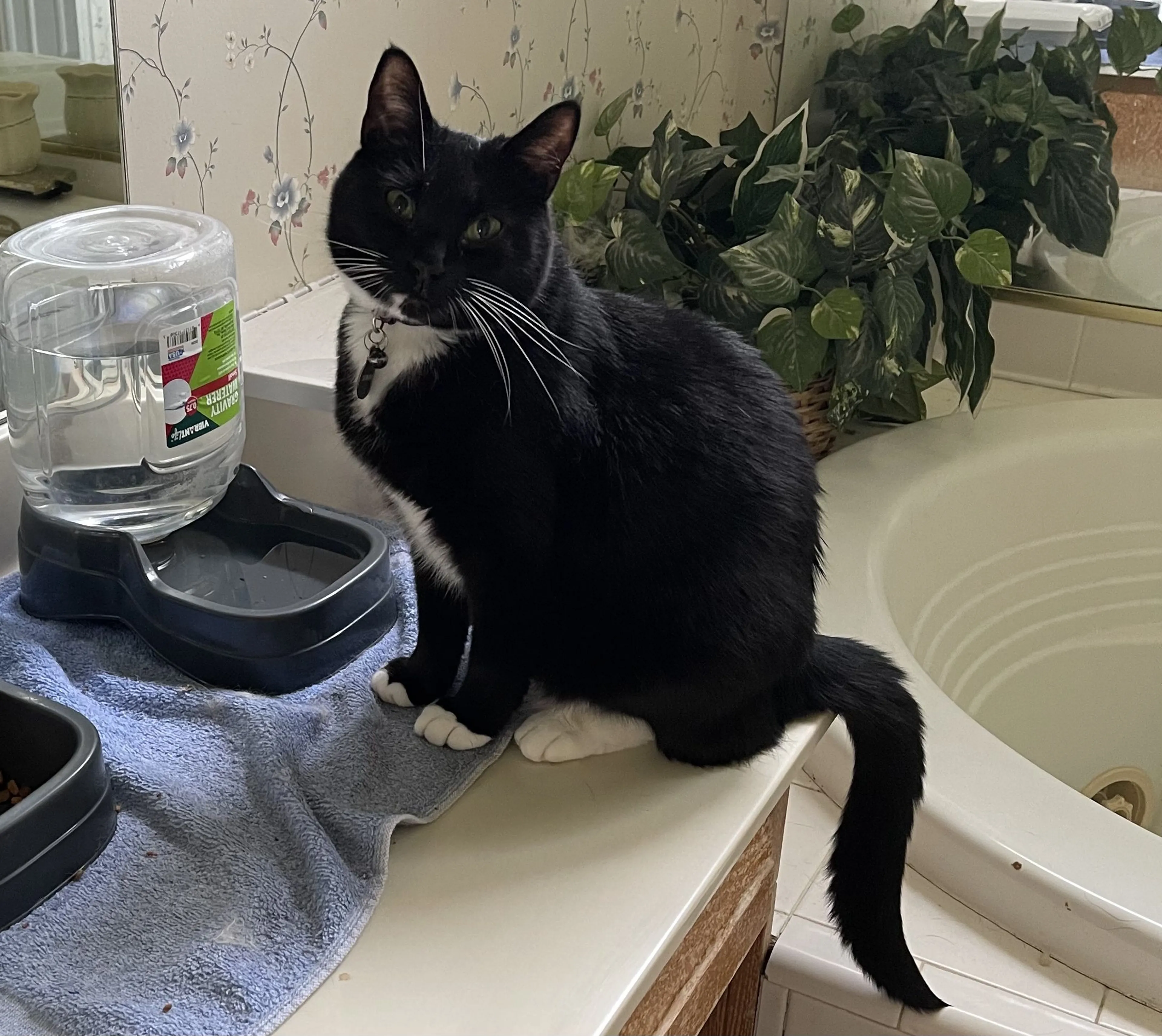 Lost pet