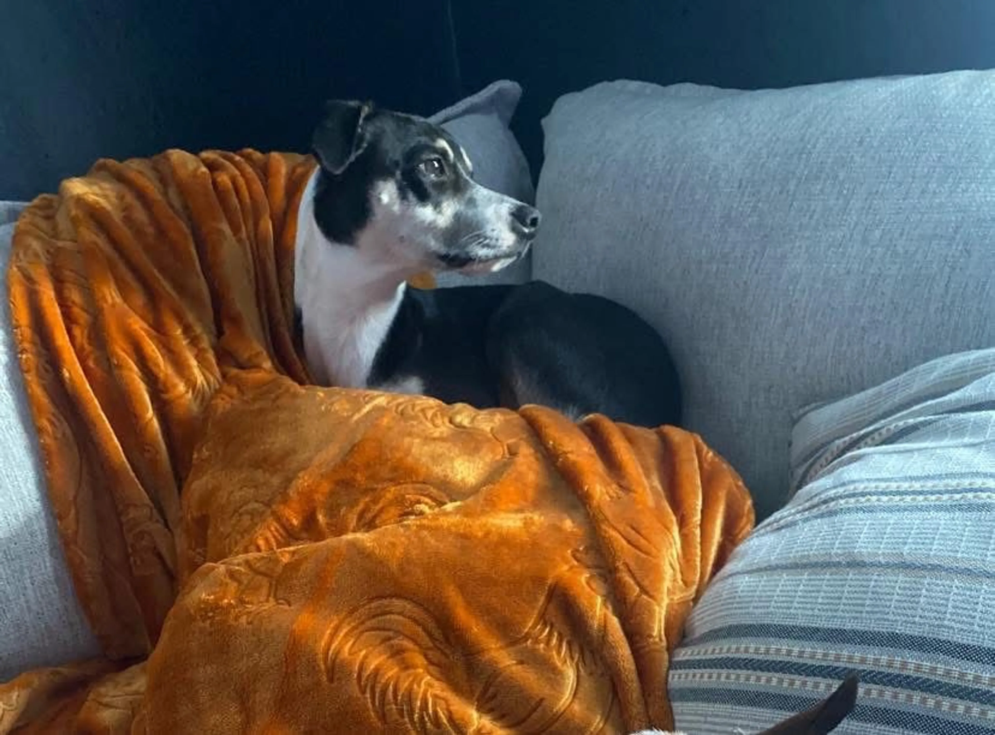 Lost pet-1