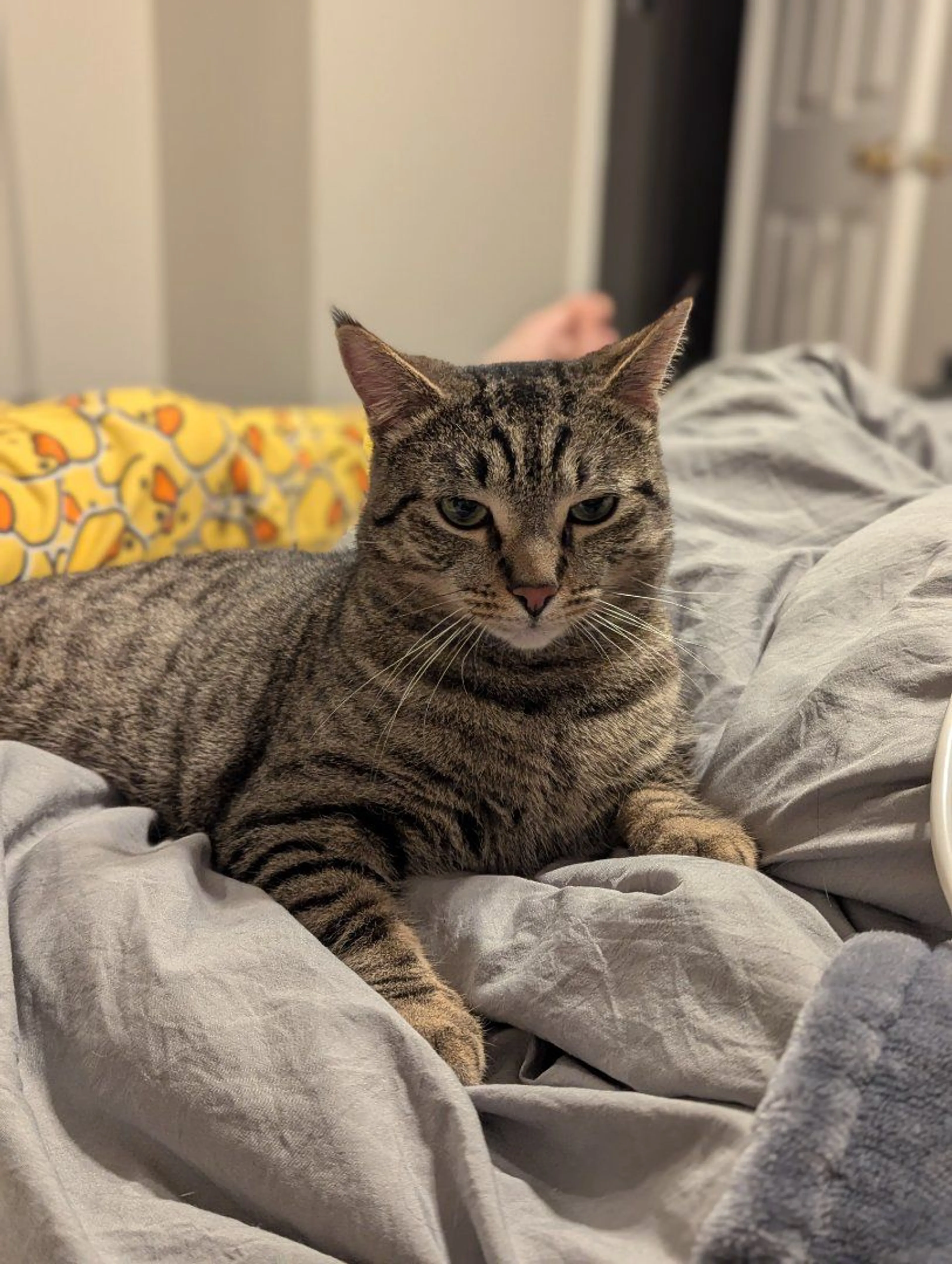 Lost pet
