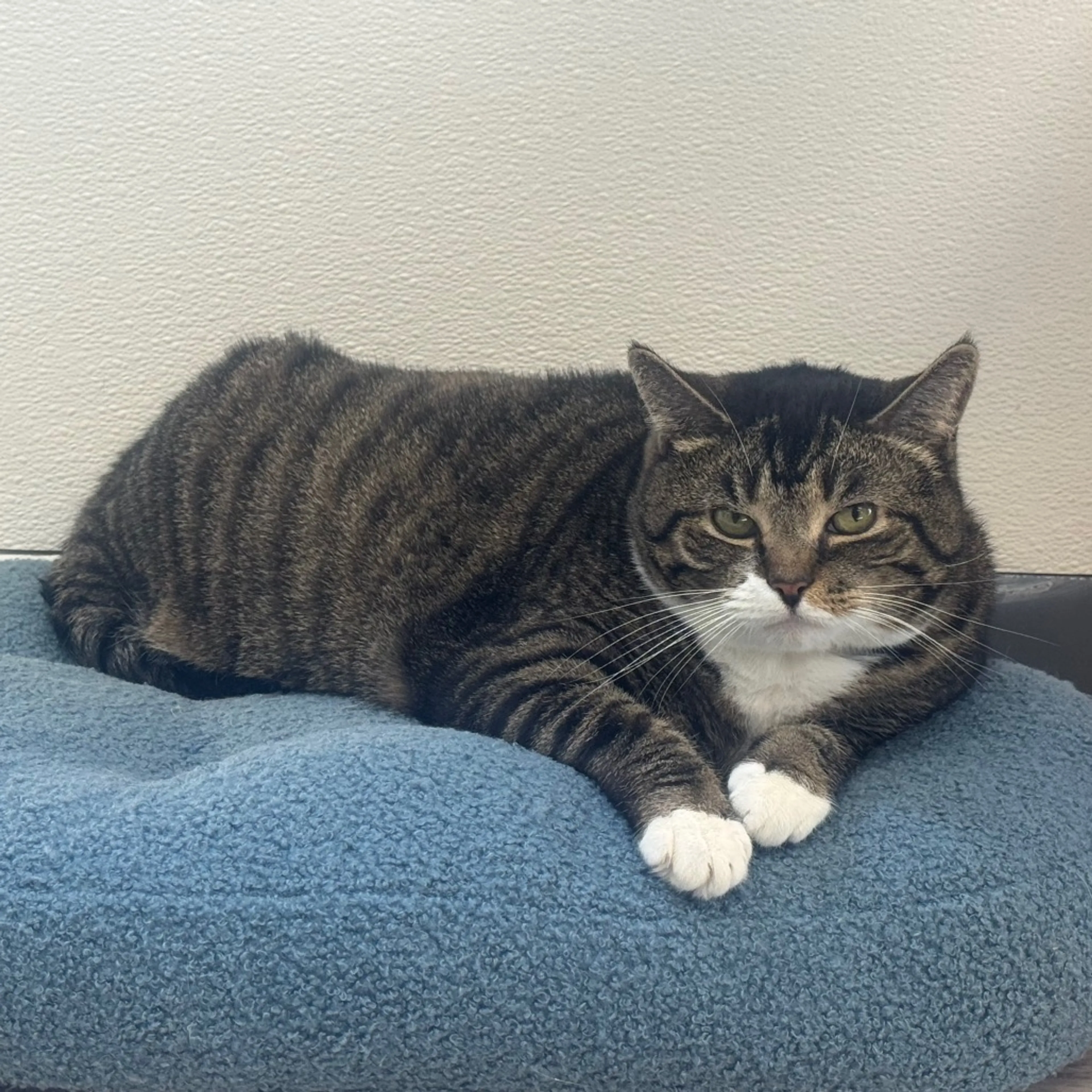 Found pet-9