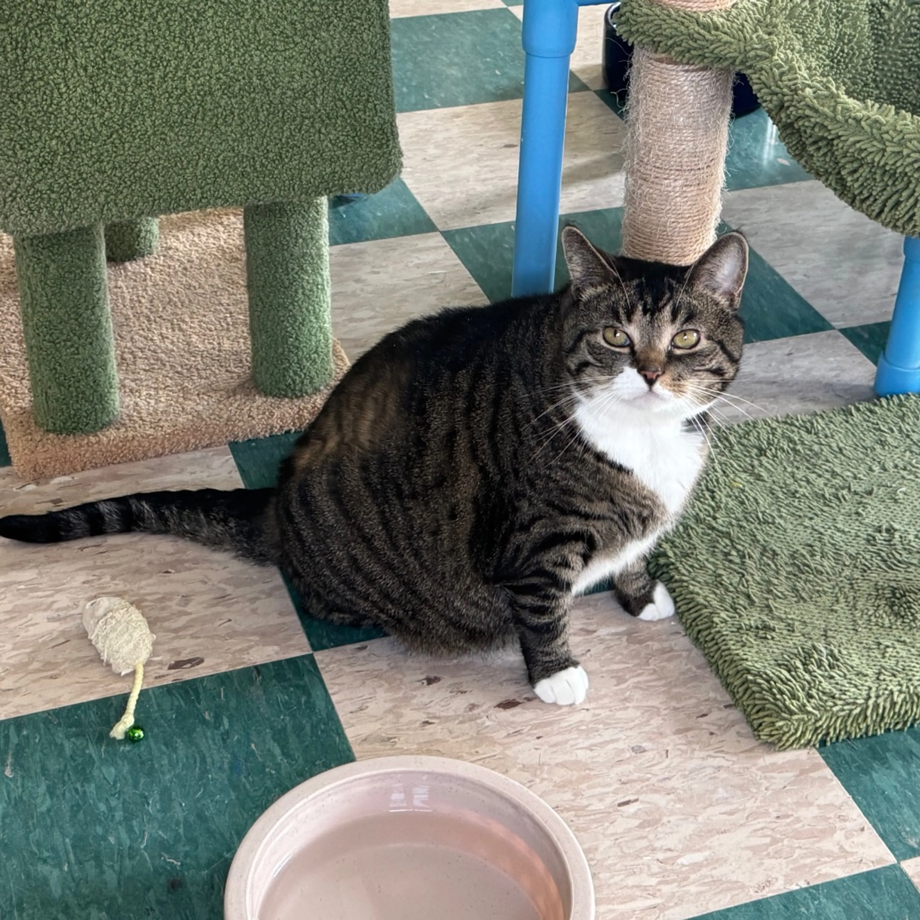 Found pet-6
