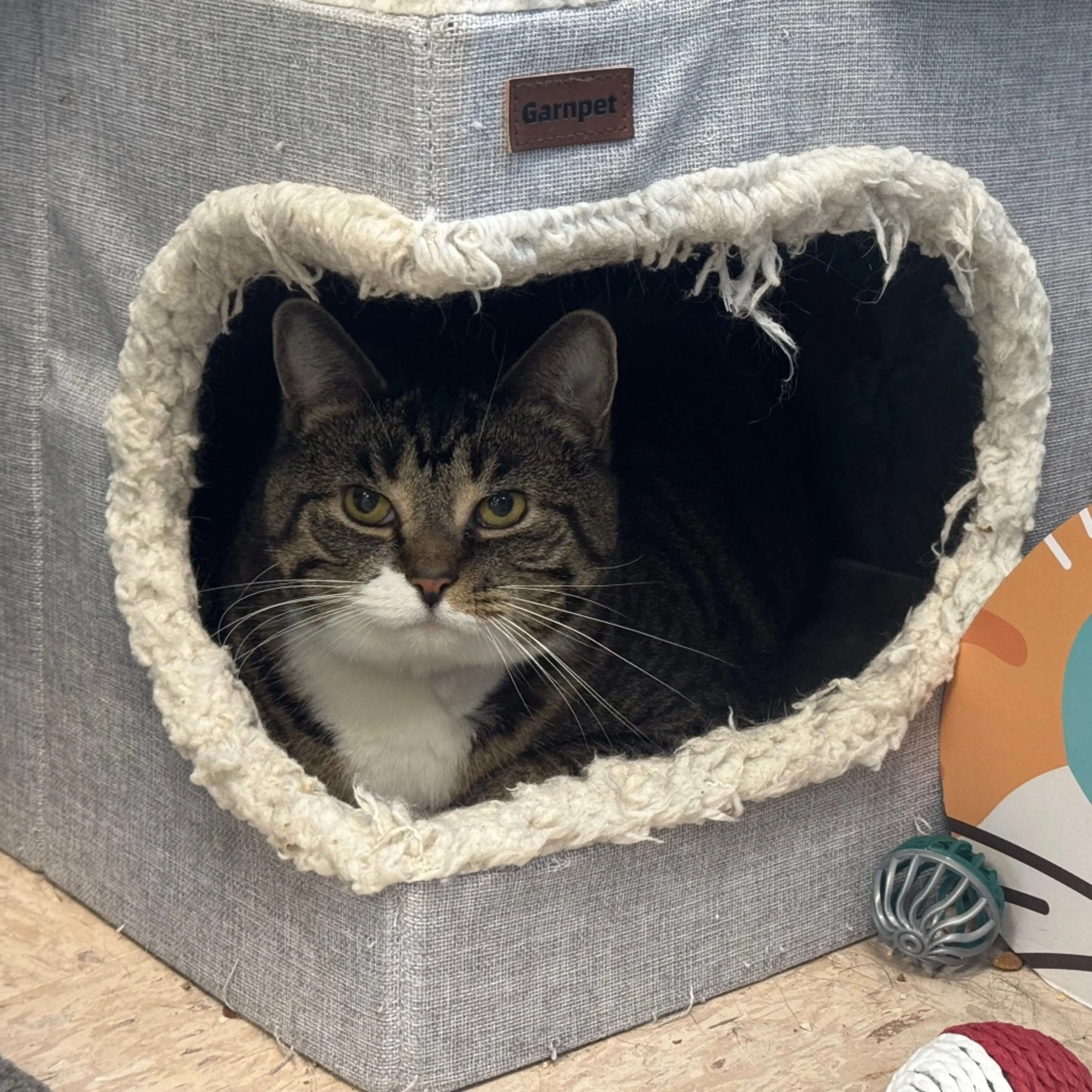 Found pet-3