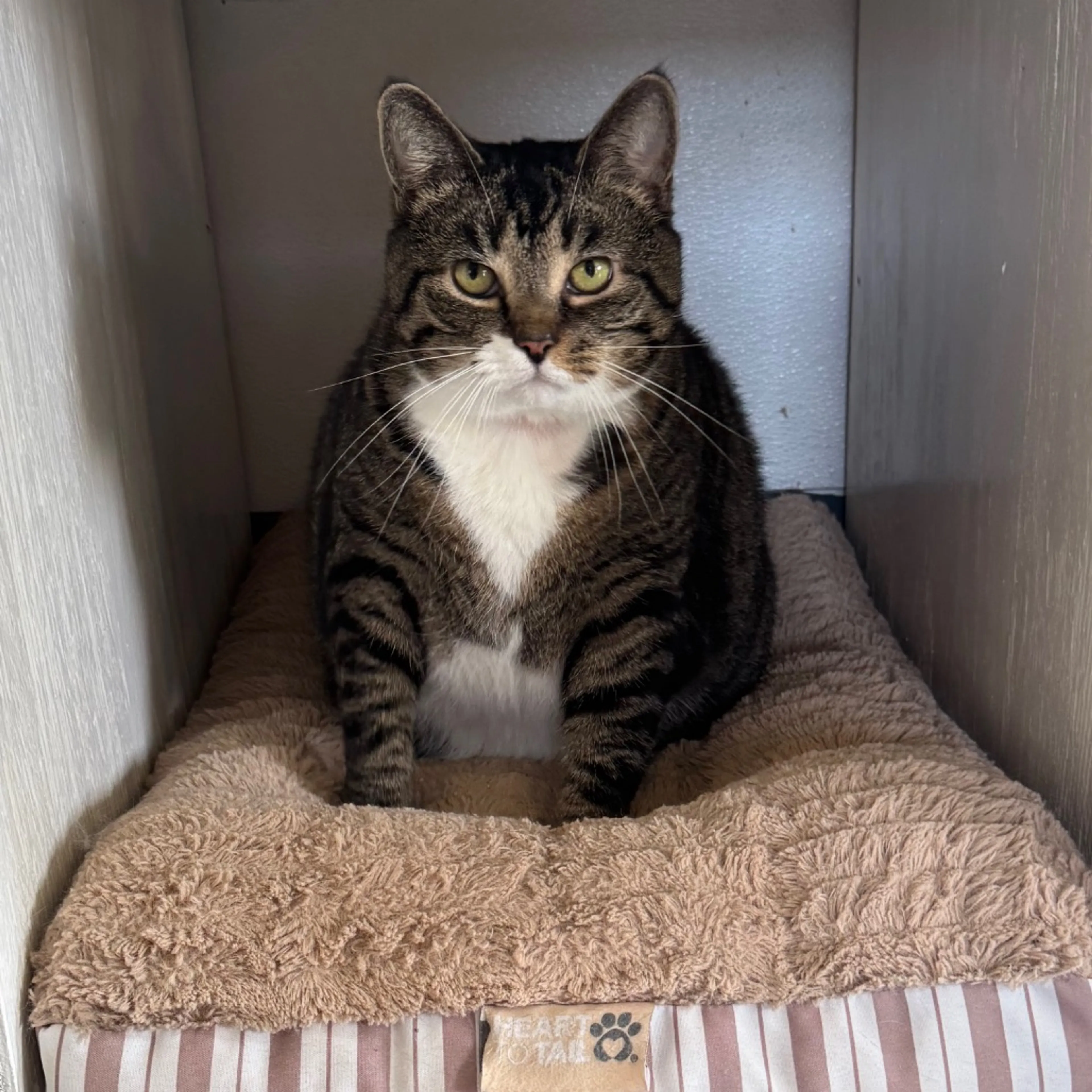 Found pet-7