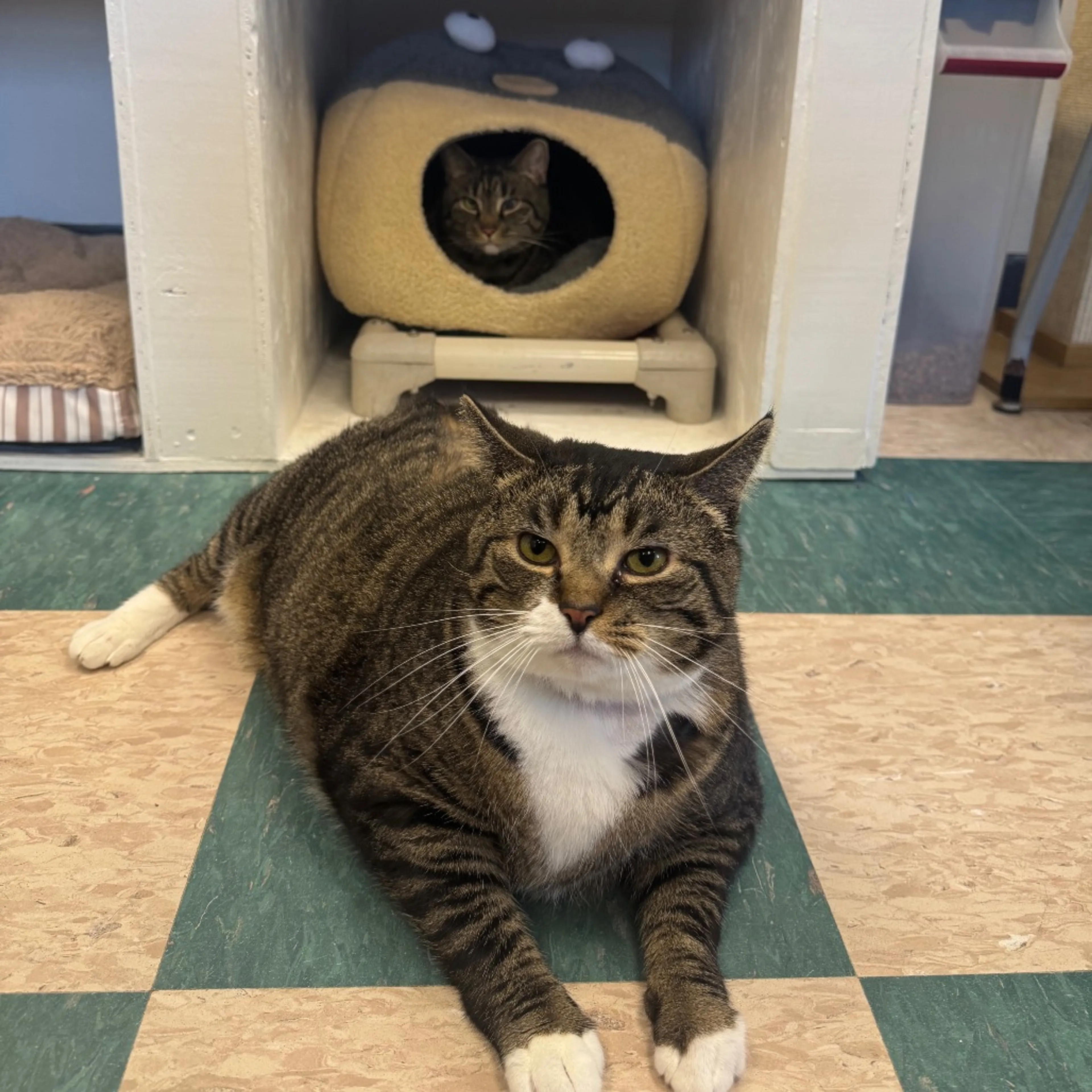 Found pet-2