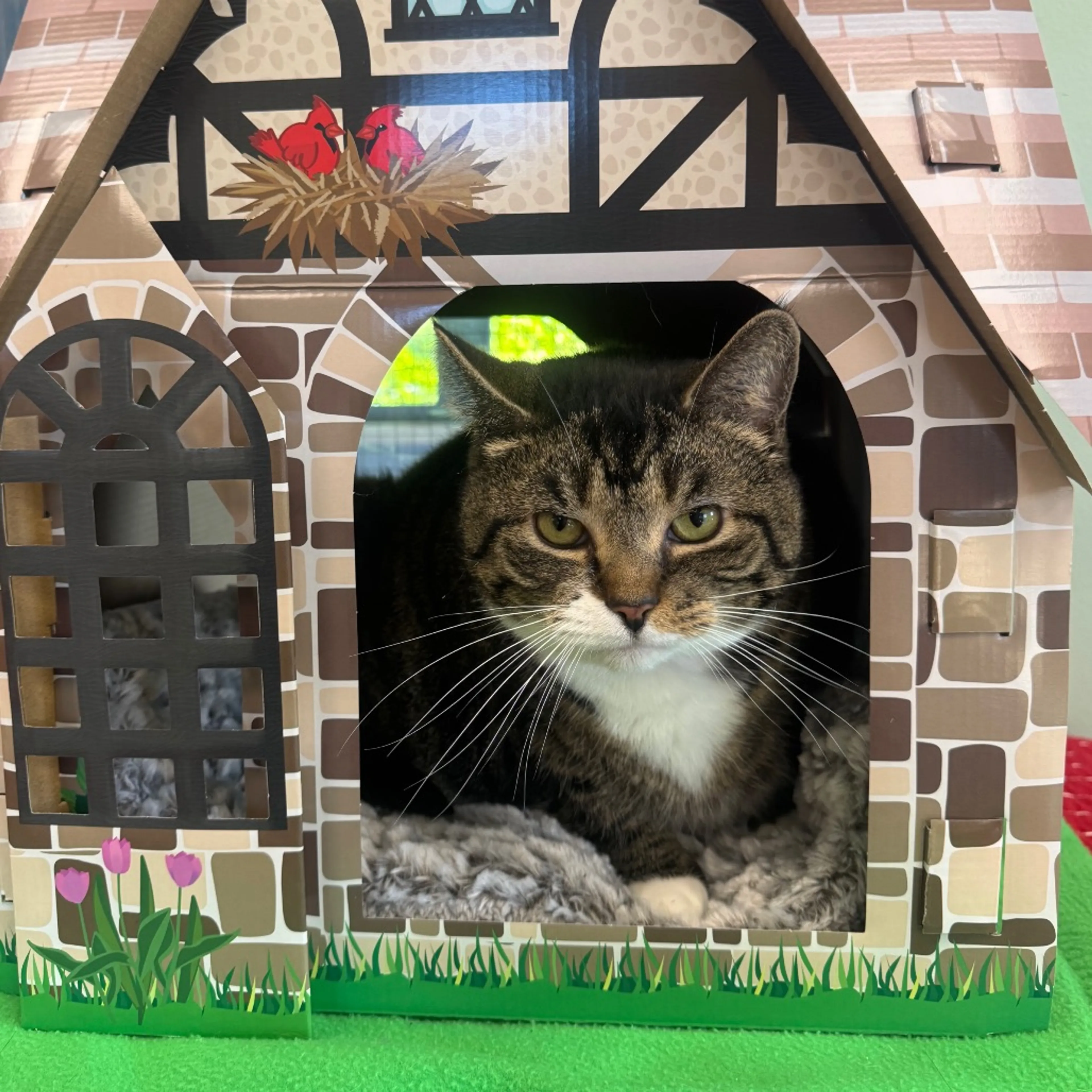 Found pet-4
