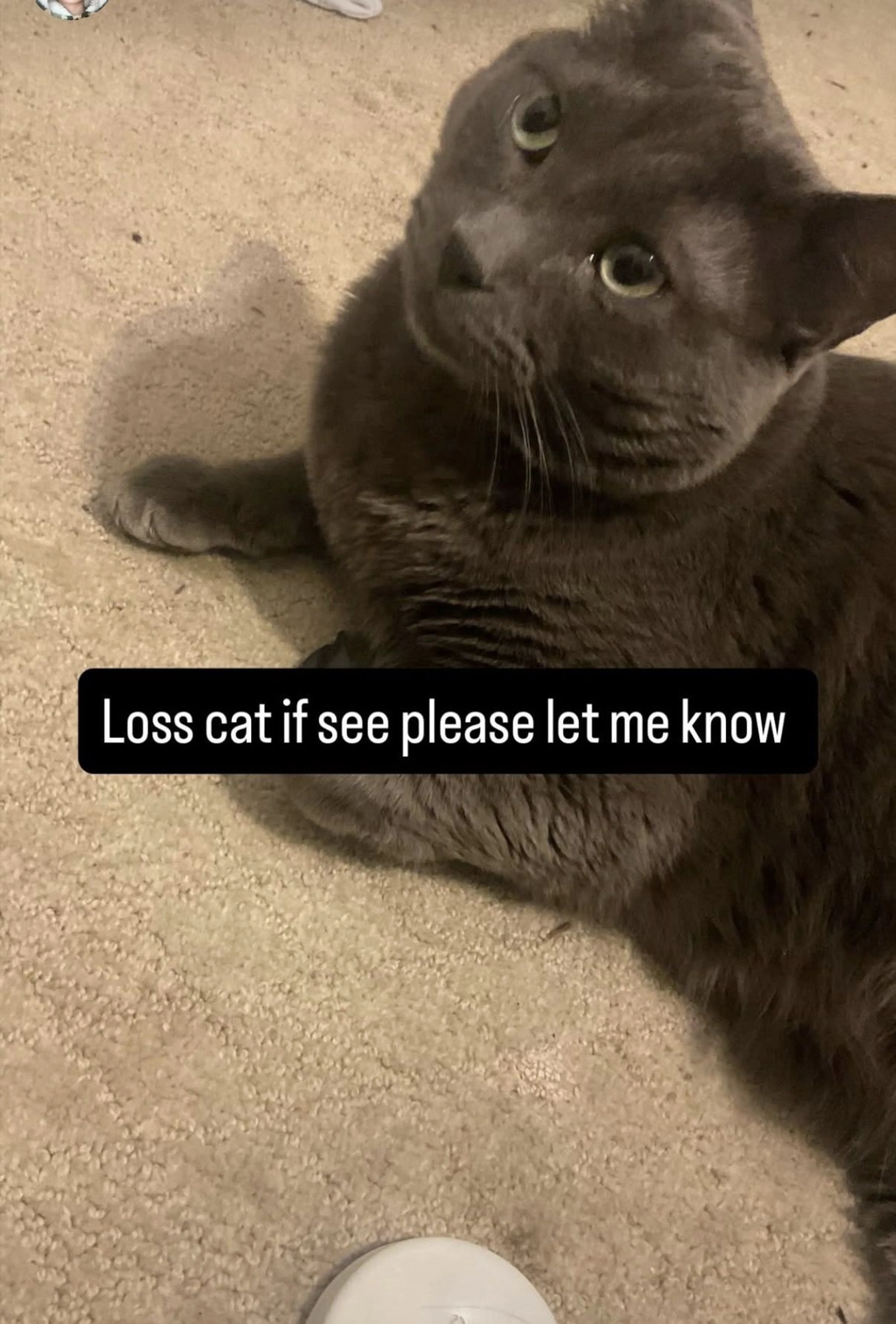 Lost pet-1