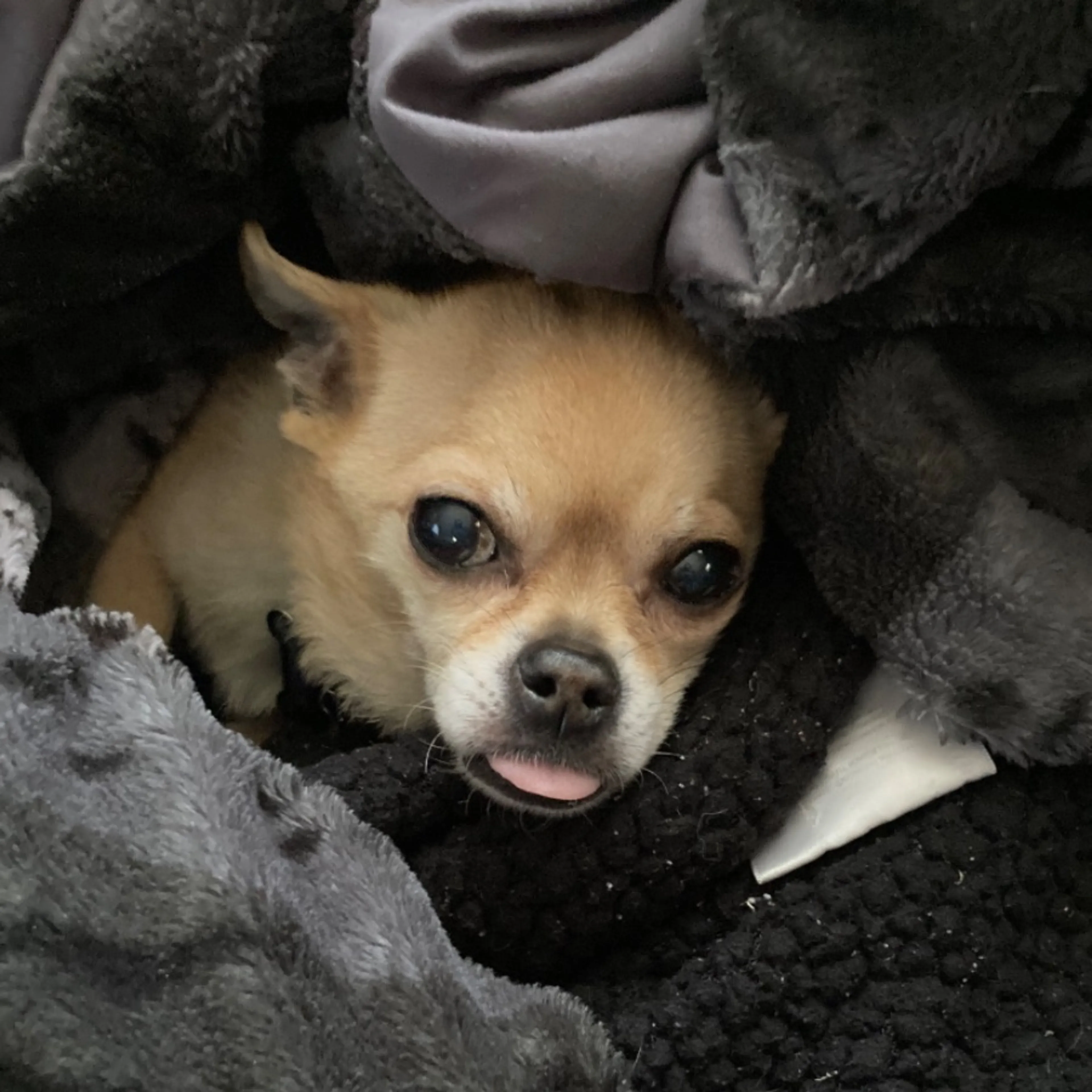 Lost pet-0