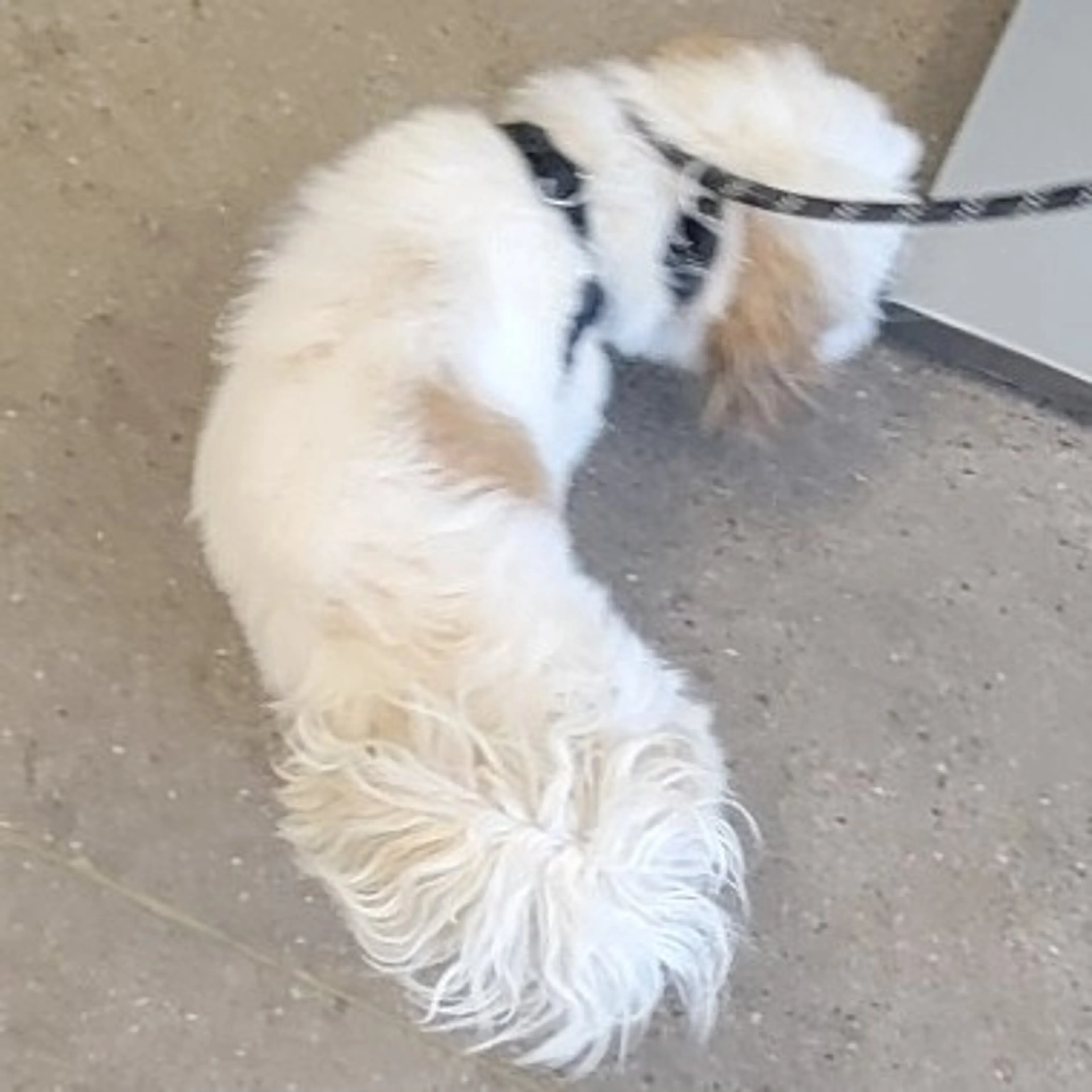 Found pet-2