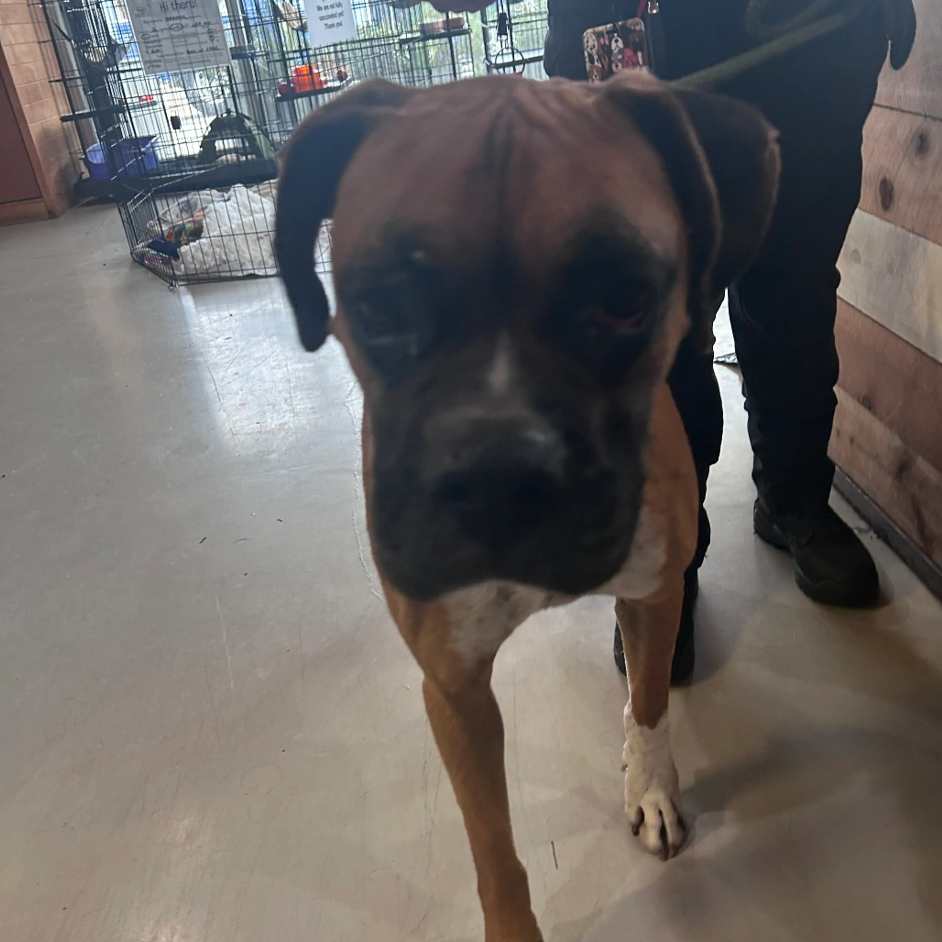 Found pet-1