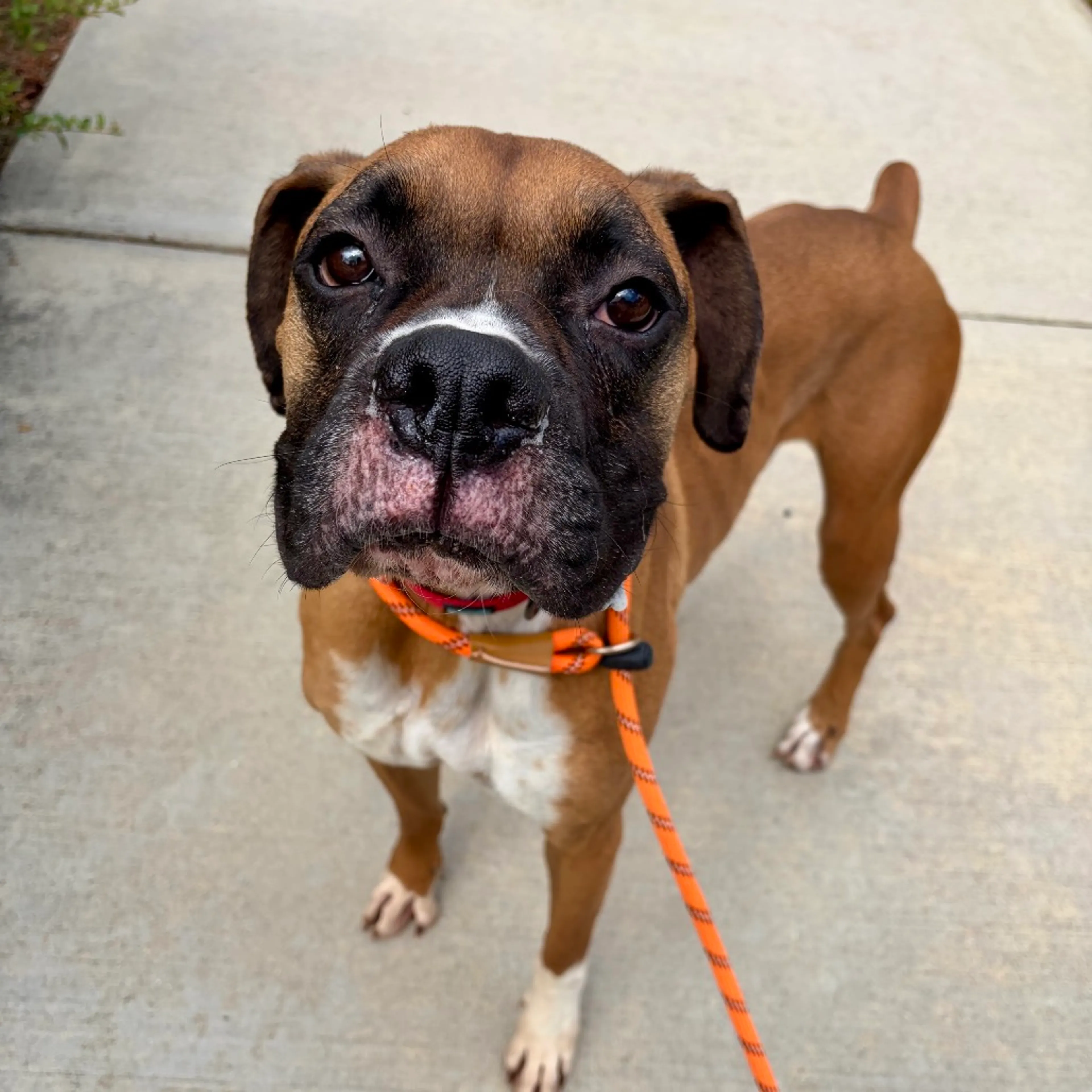 Found pet-11