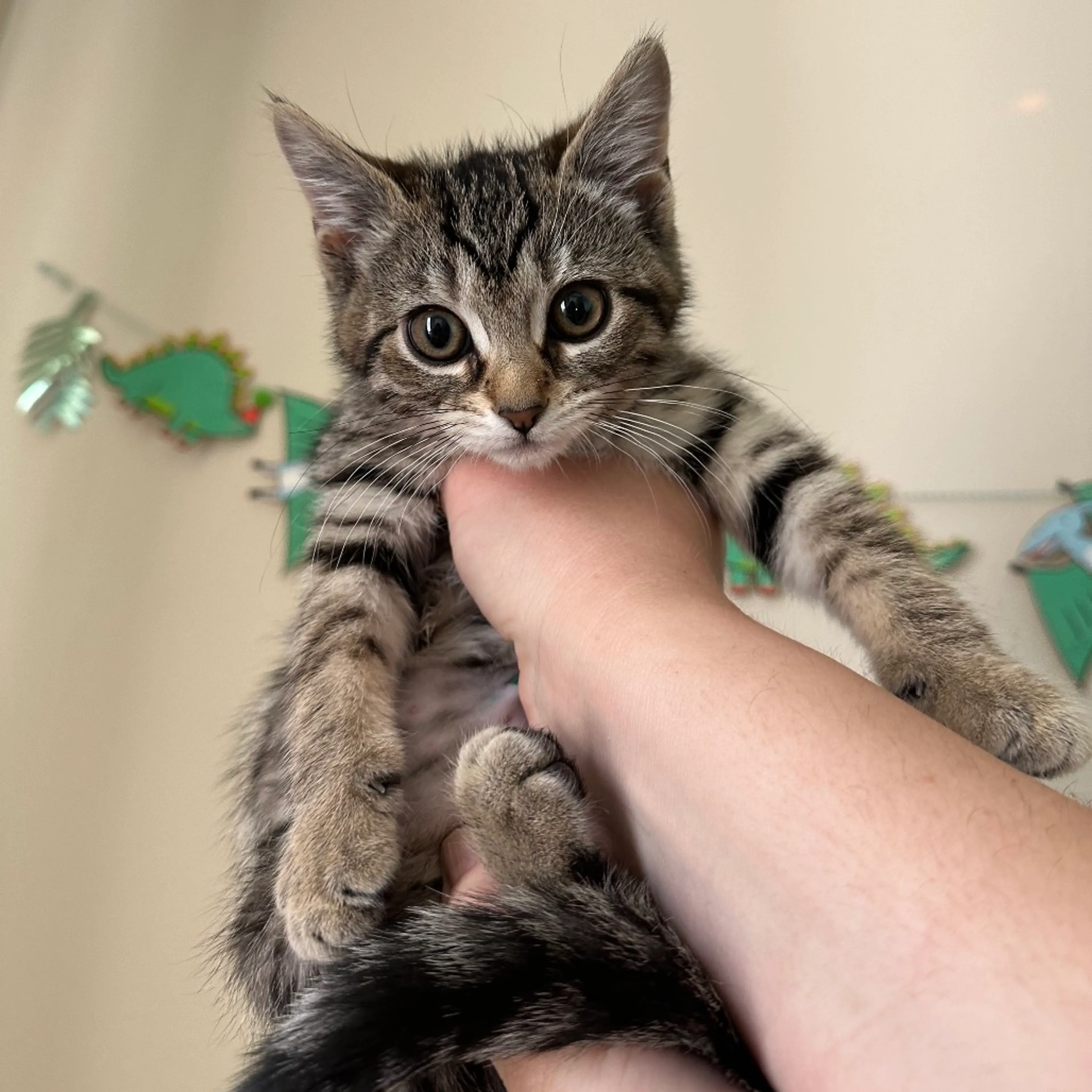 Found pet