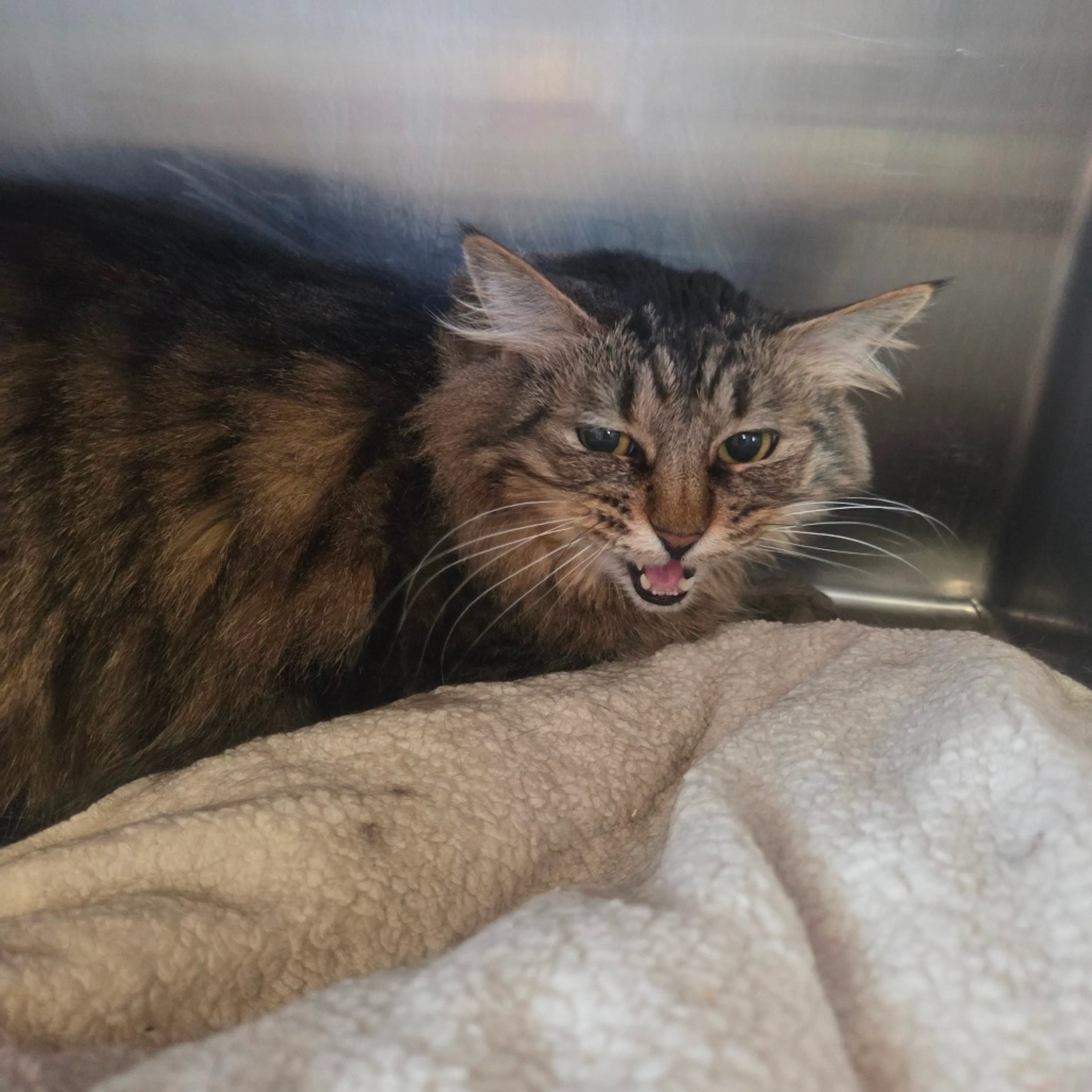 Found pet