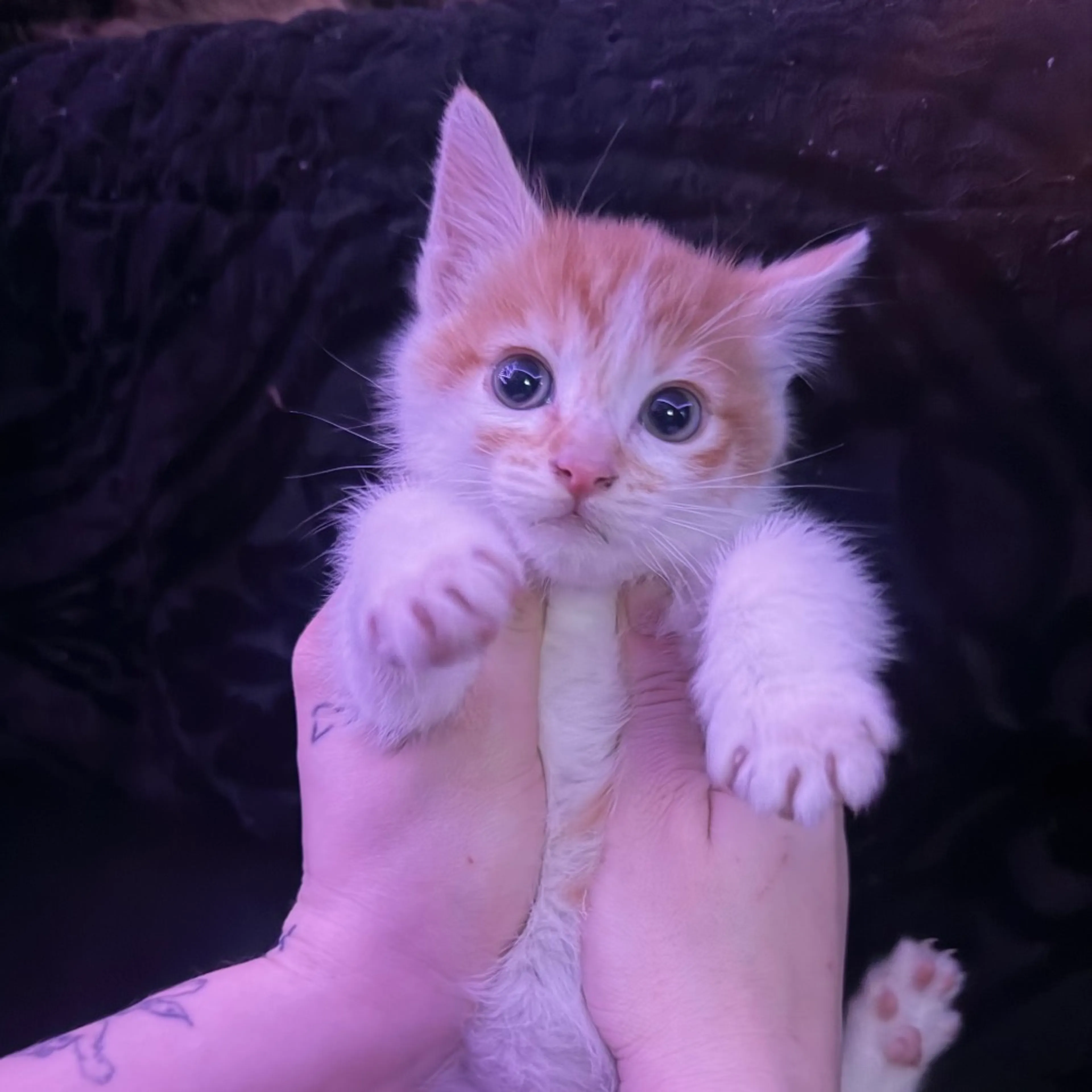 Found pet-3