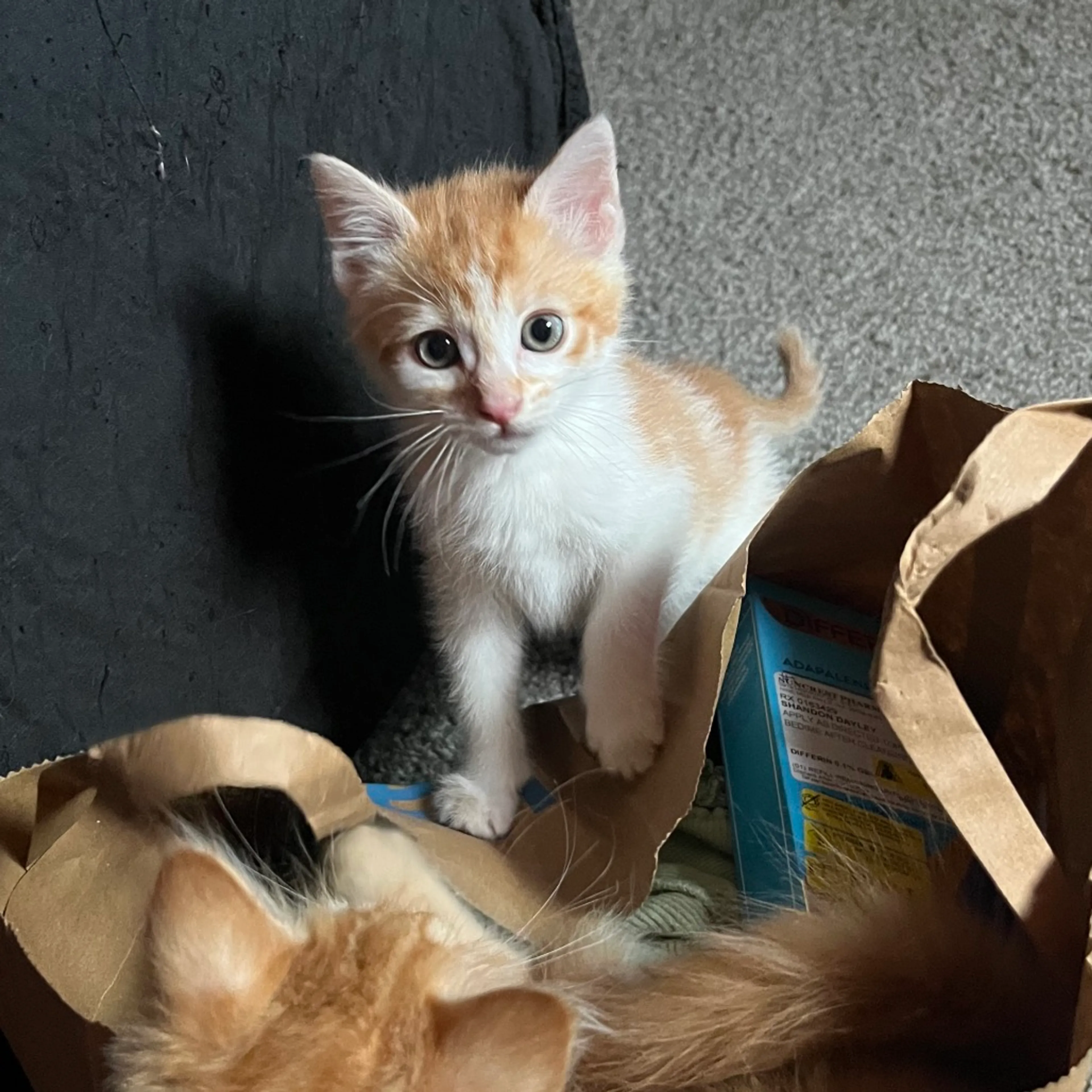 Found pet-4