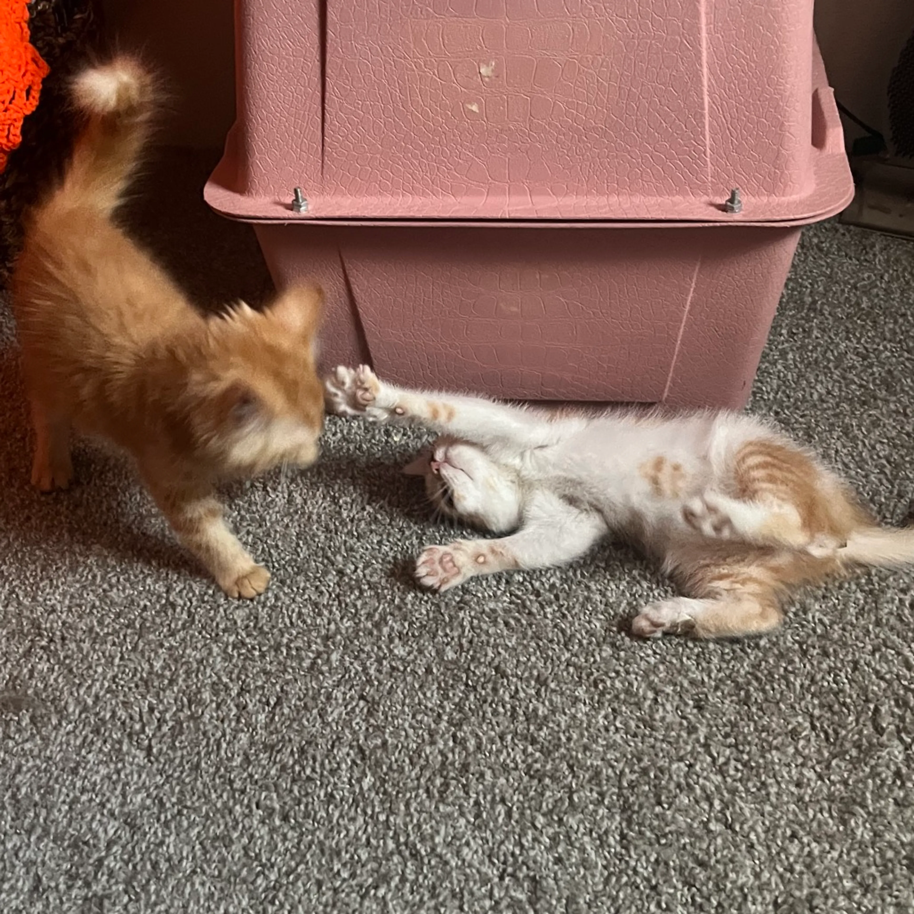 Found pet-6