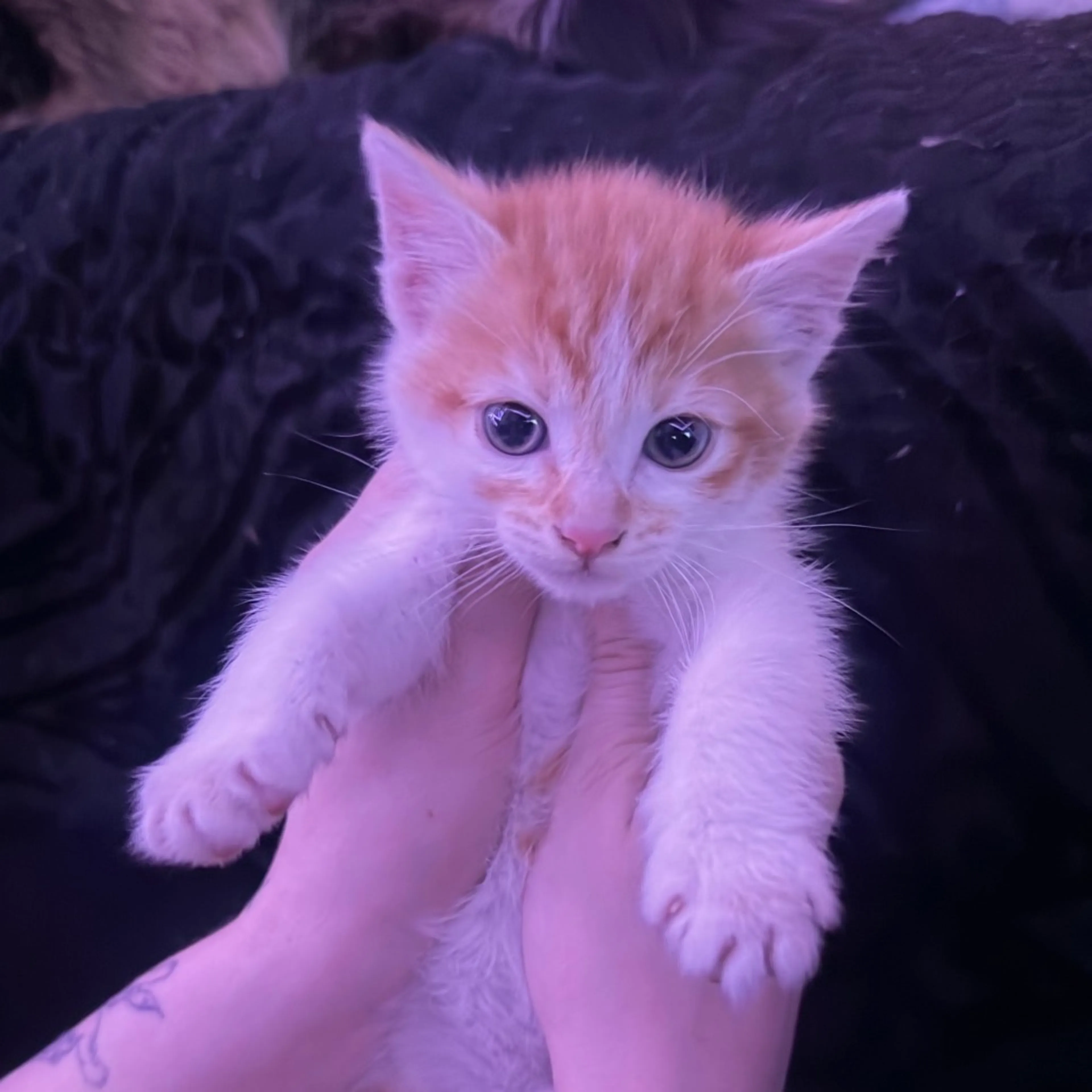 Found pet-1