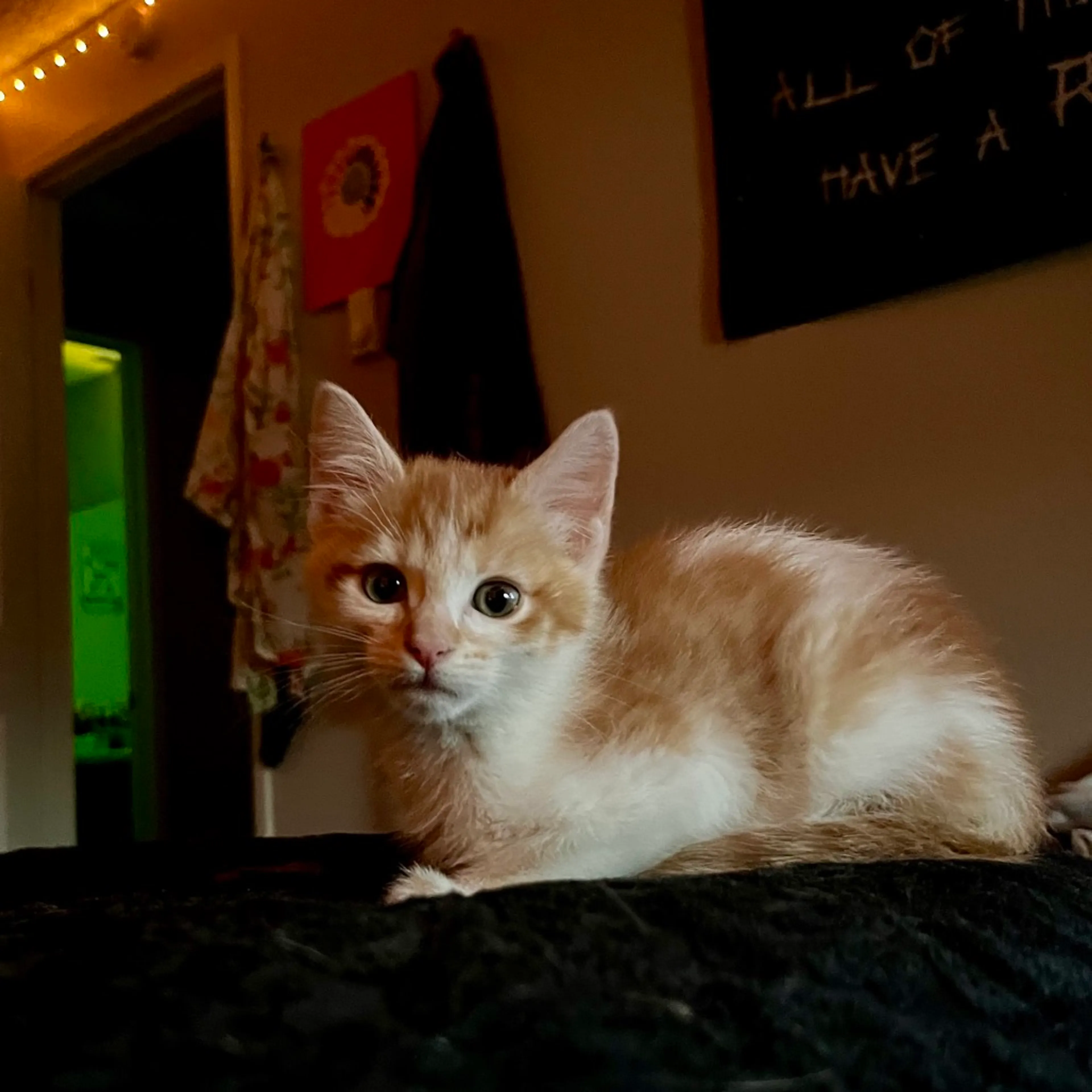 Found pet-7