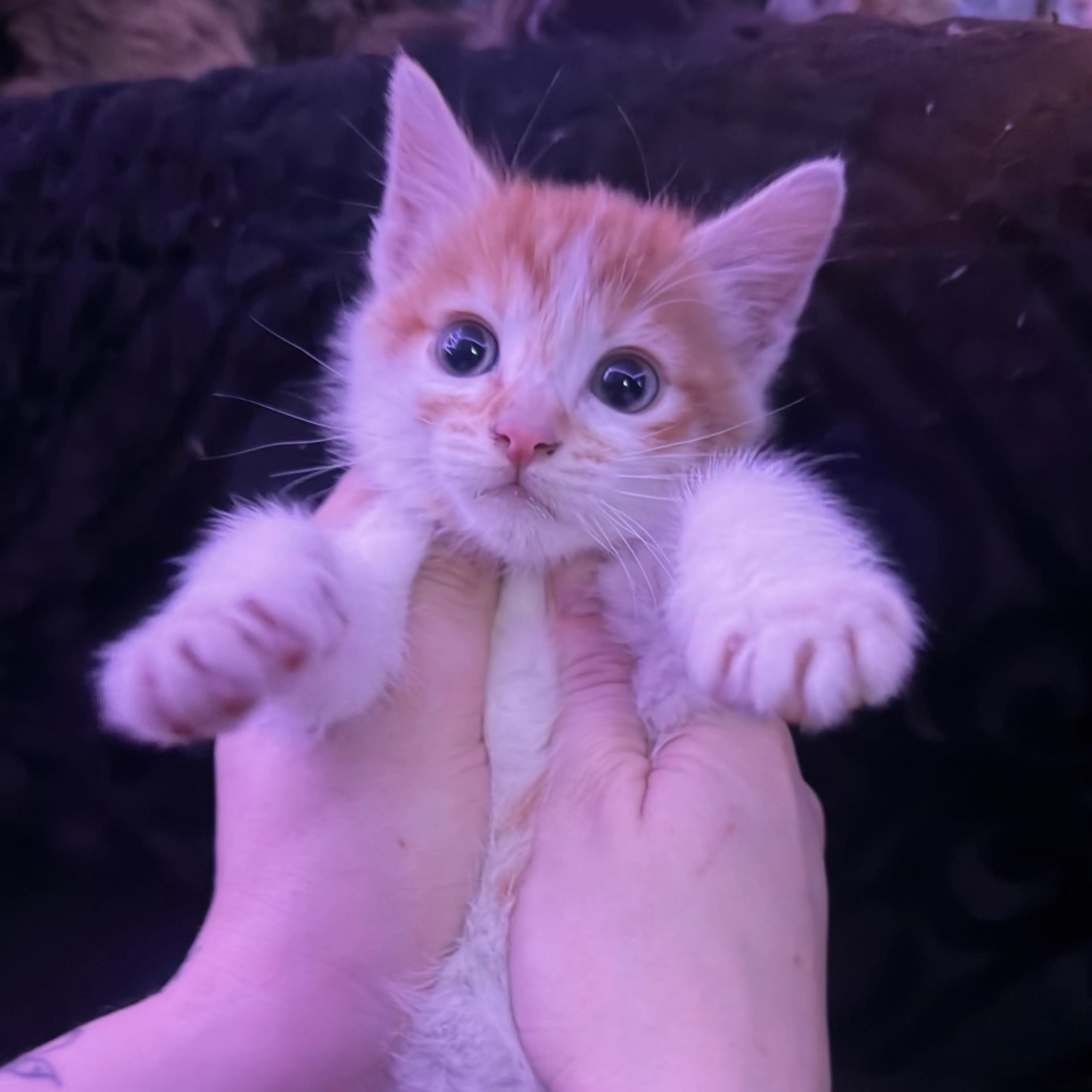 Found pet-2