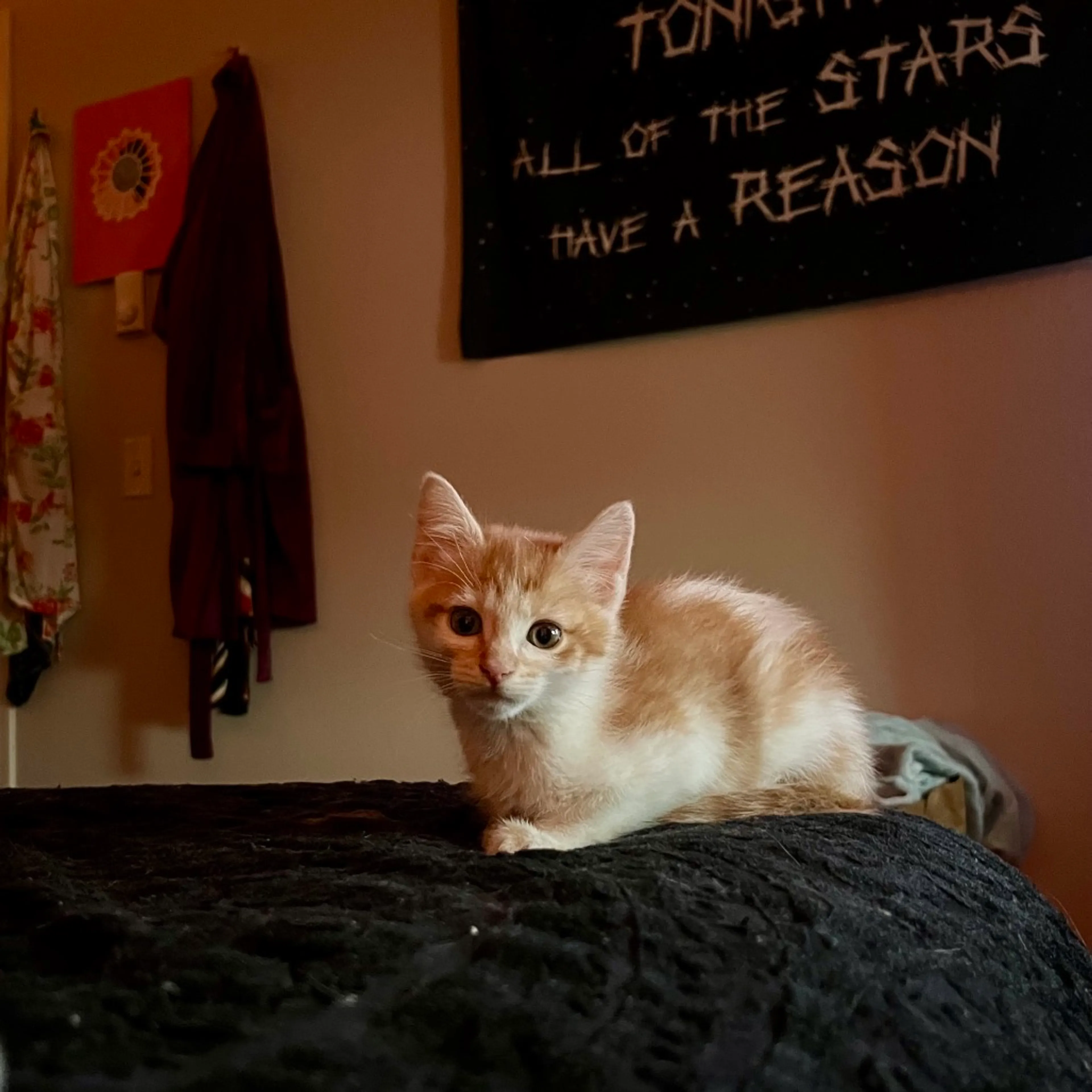 Found pet-0