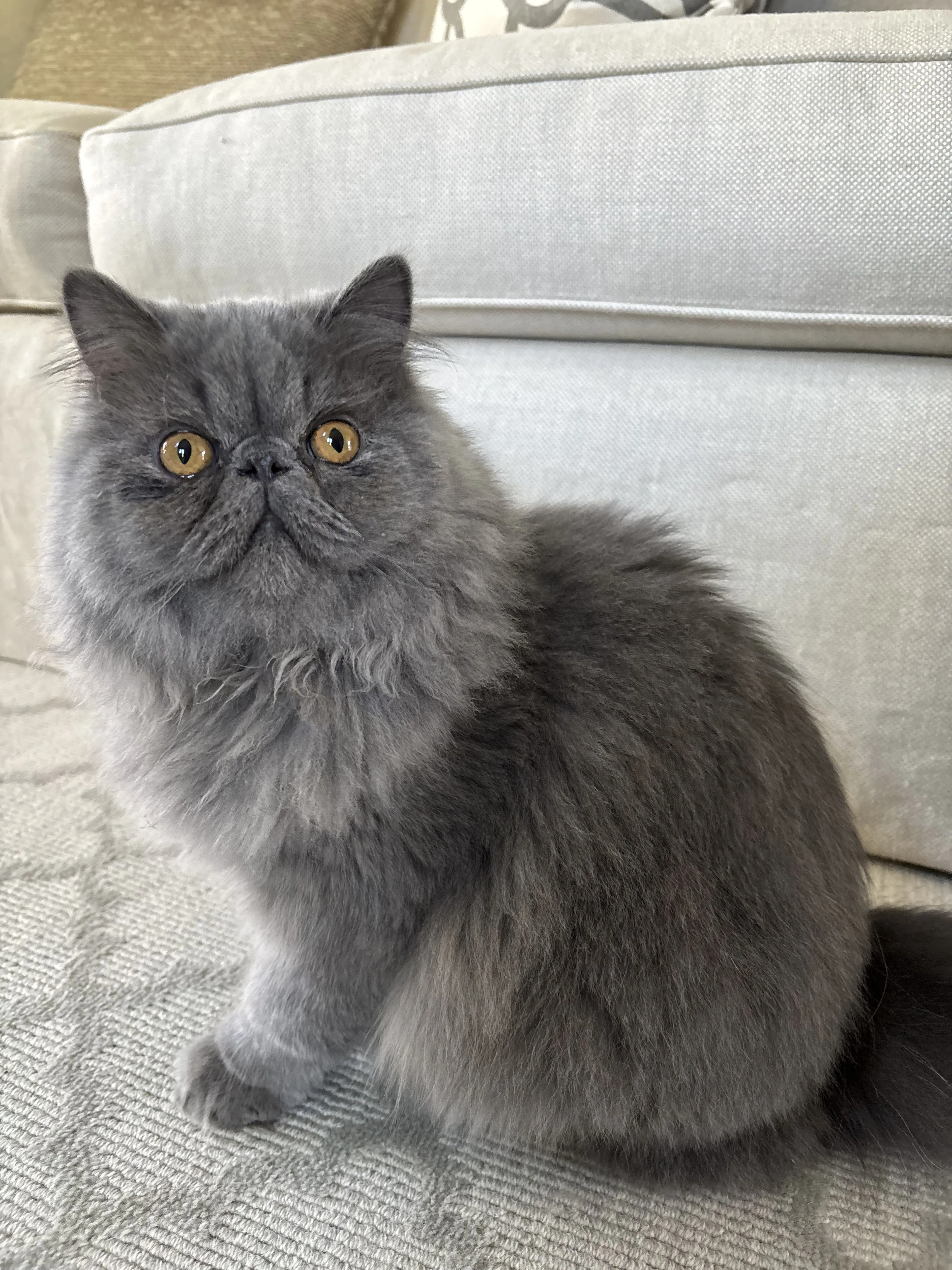 Lost pet