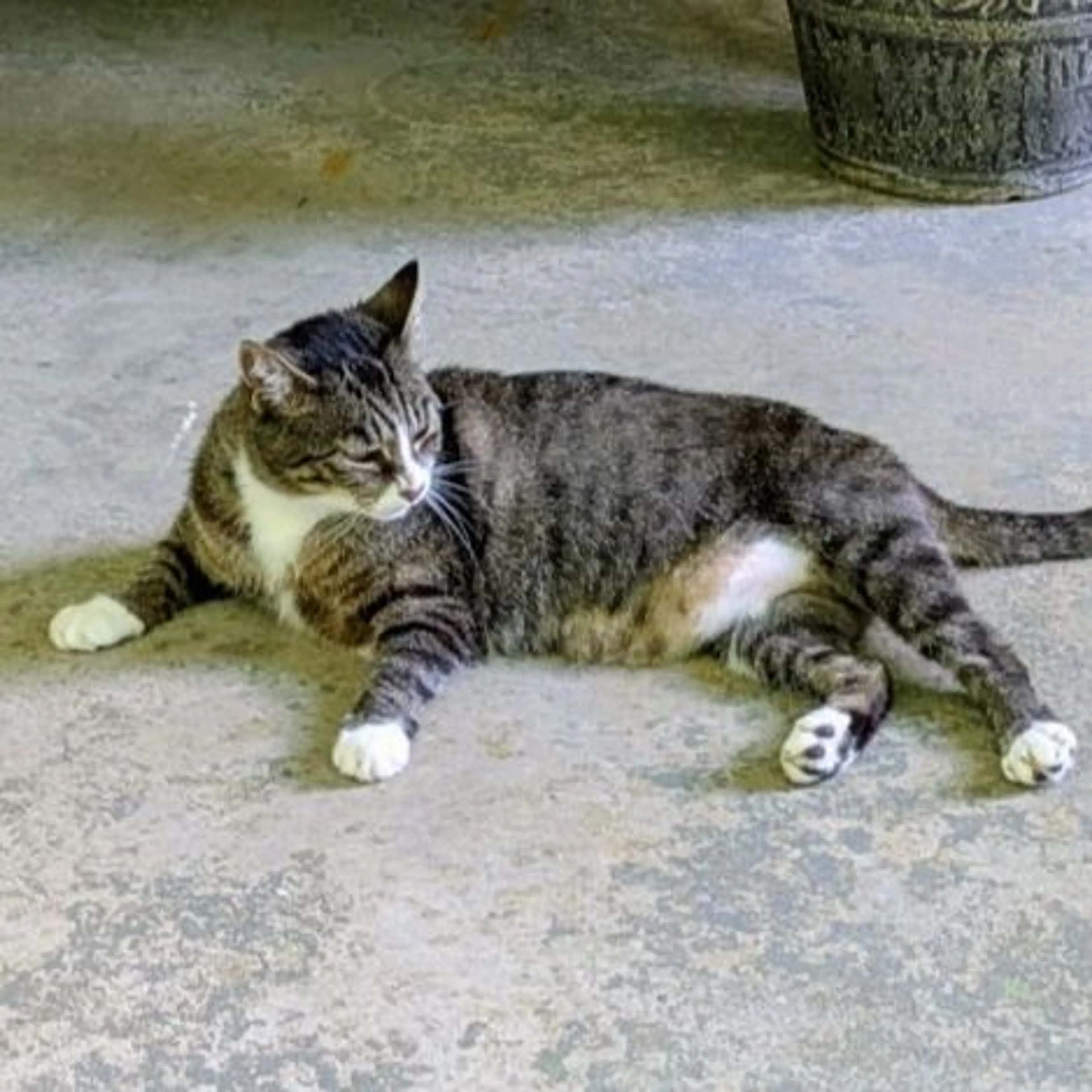 Lost pet