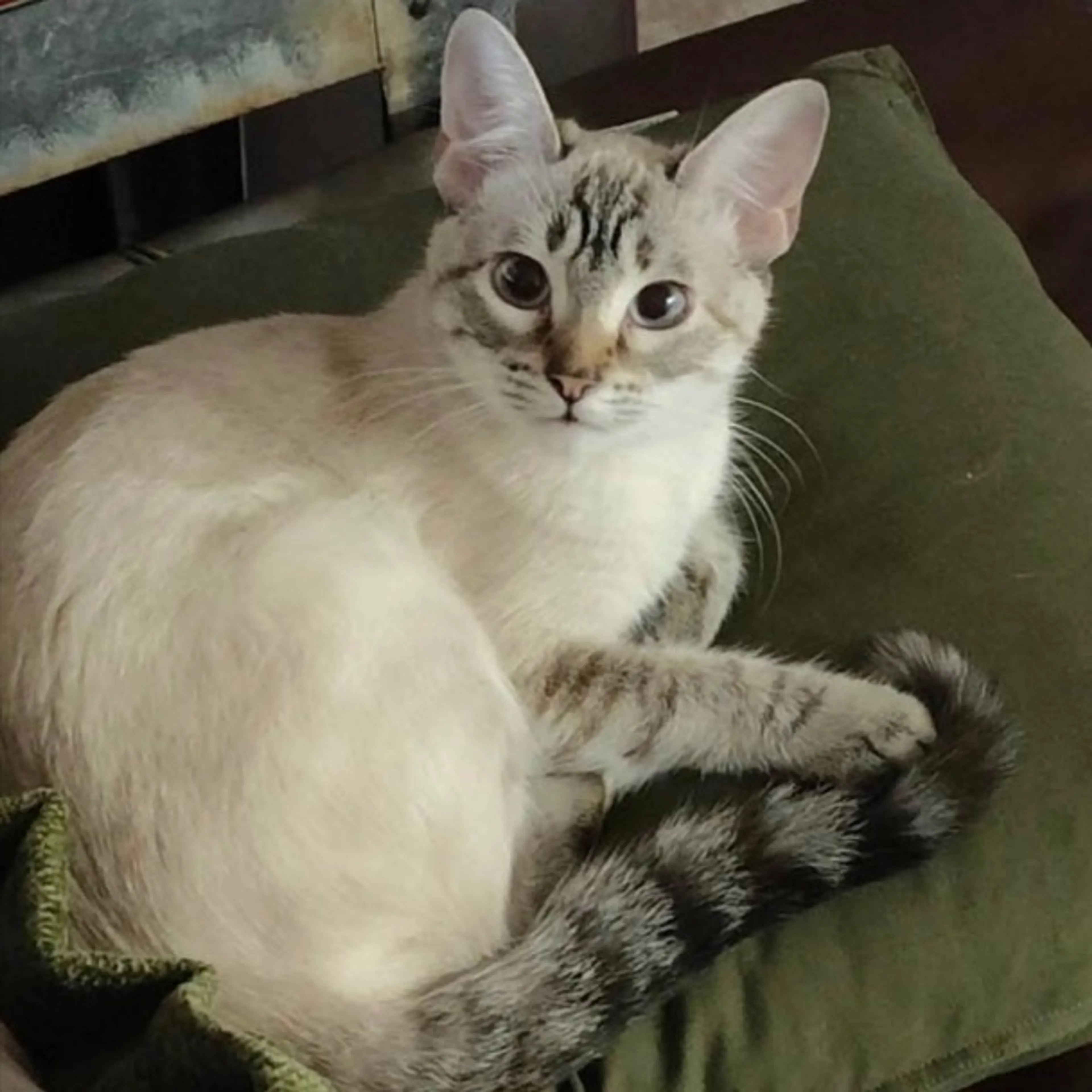 Lost pet