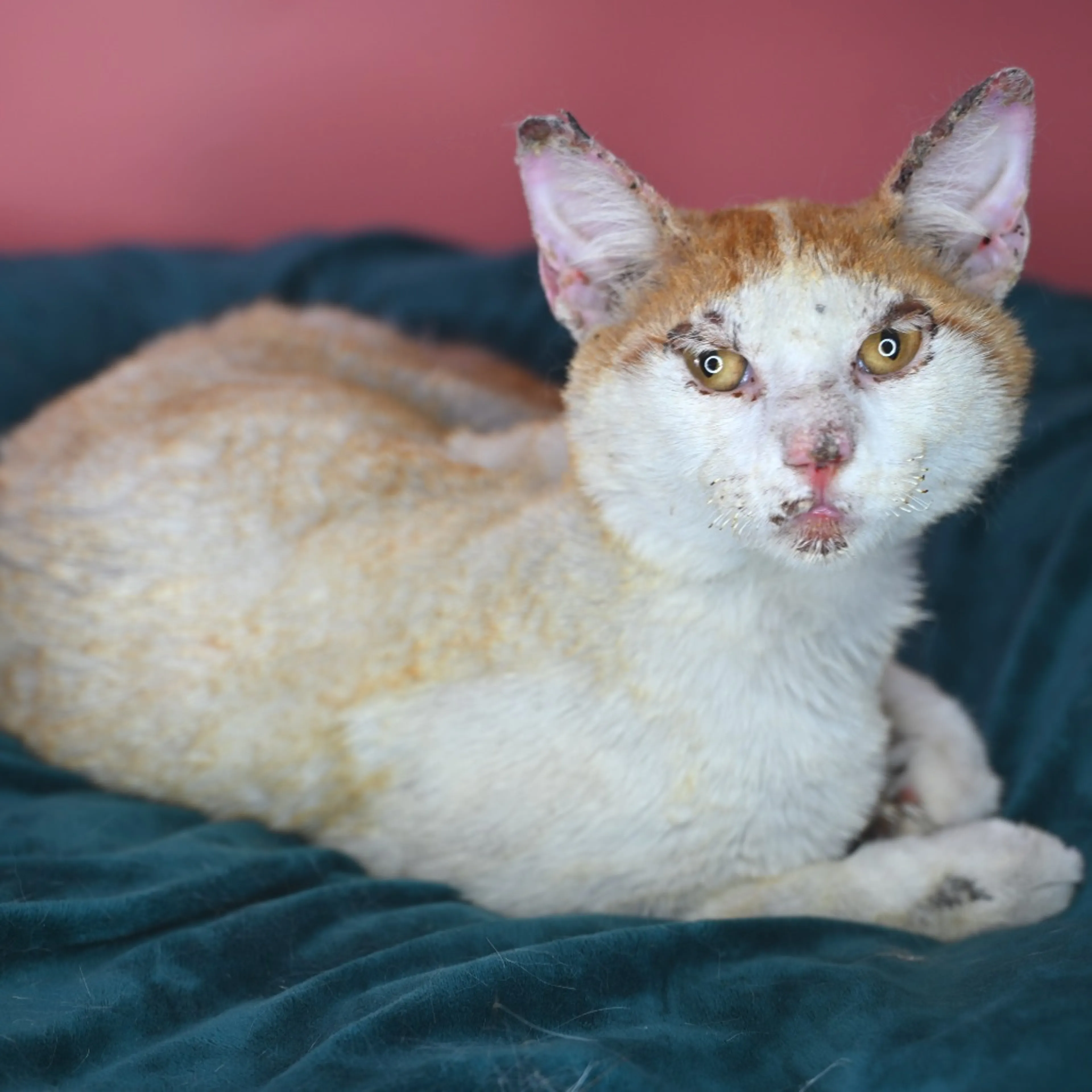 Found pet-11