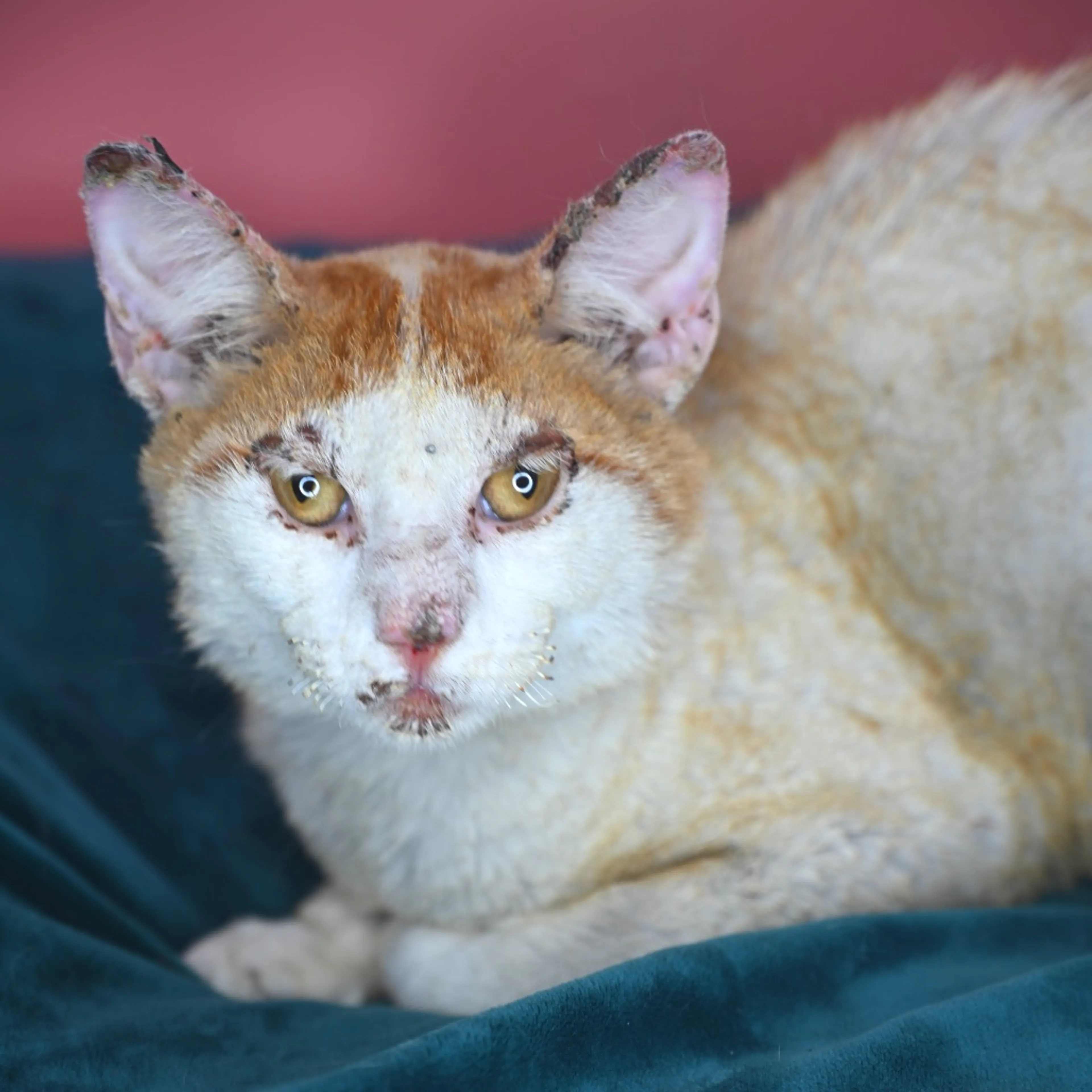 Found pet-9