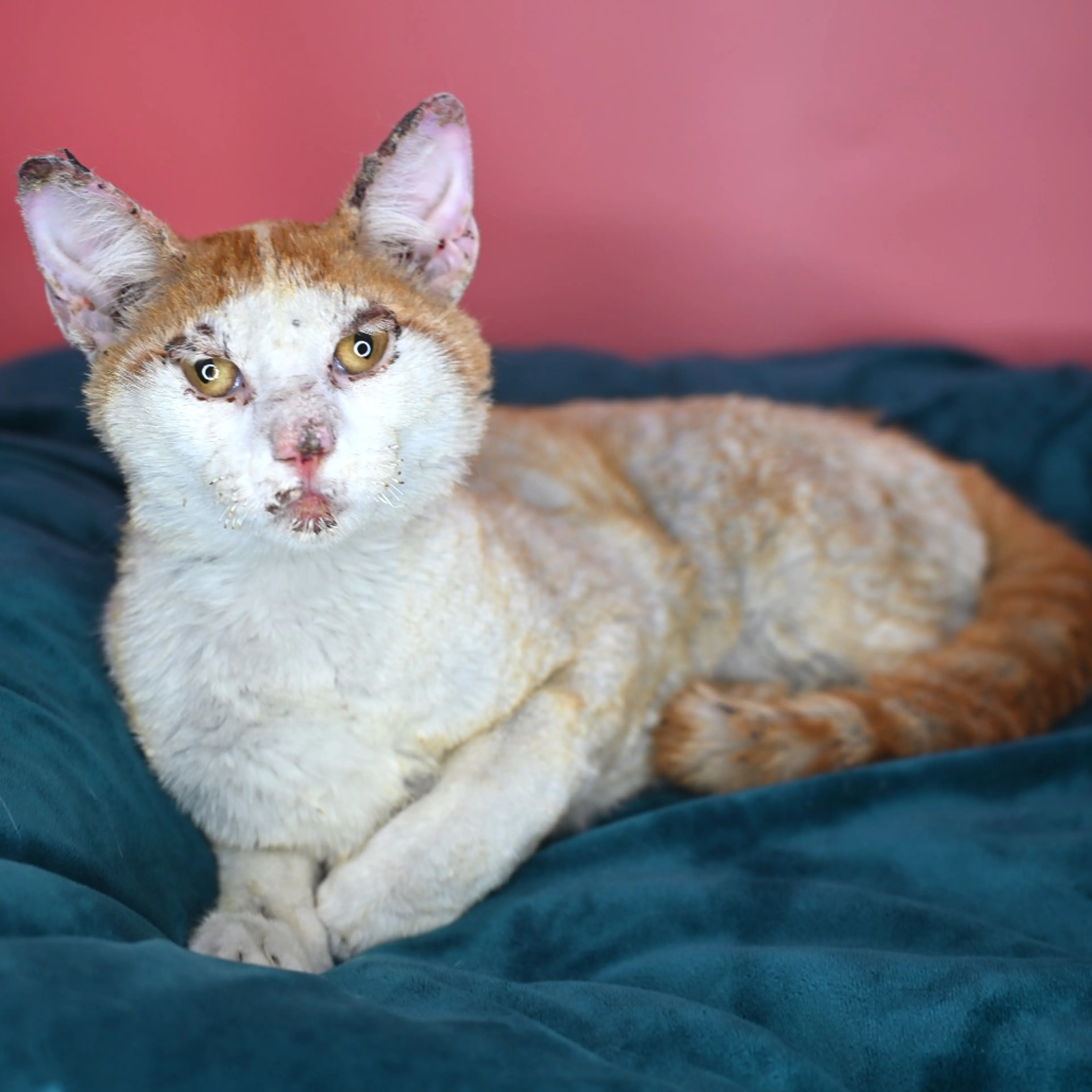 Found pet-12