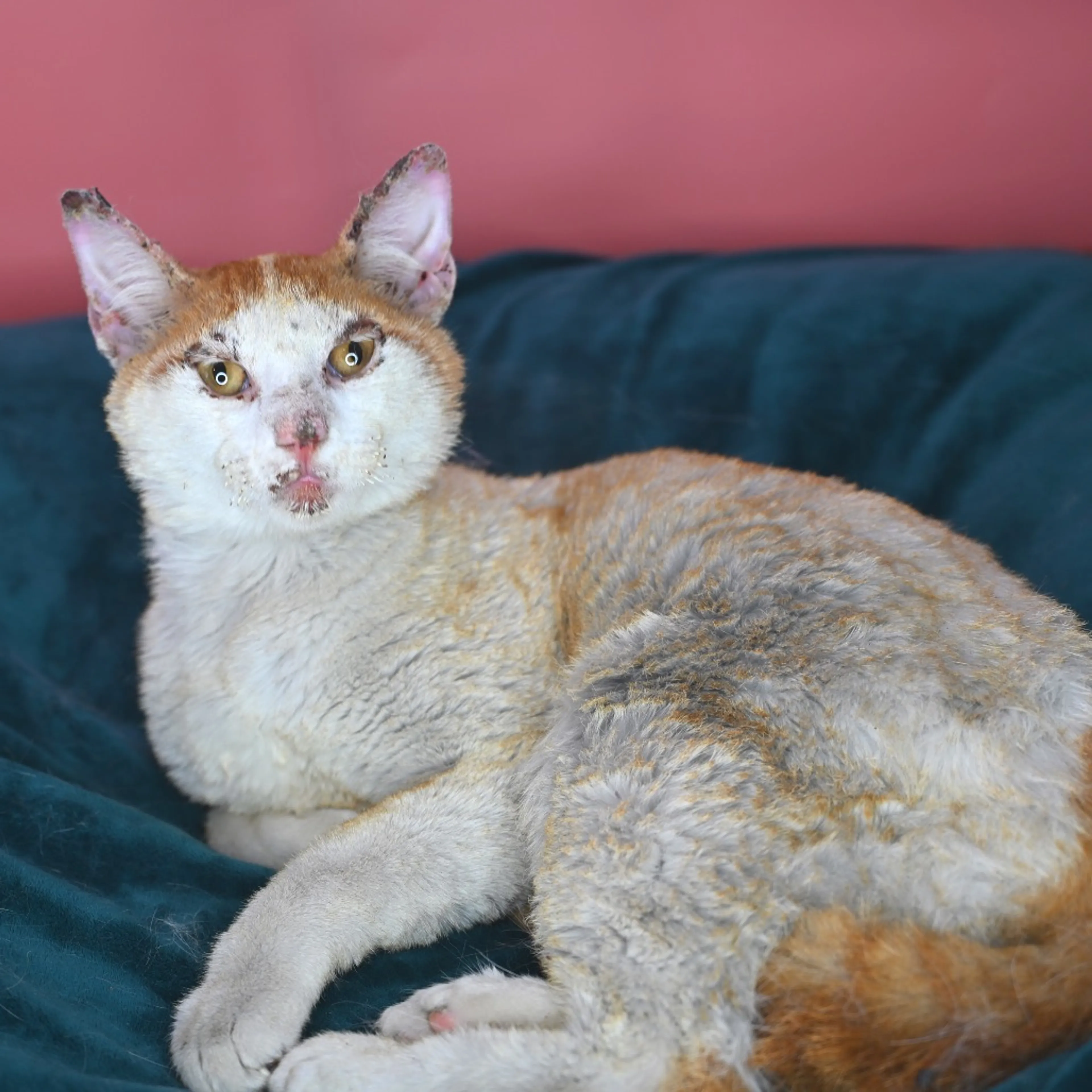 Found pet-7