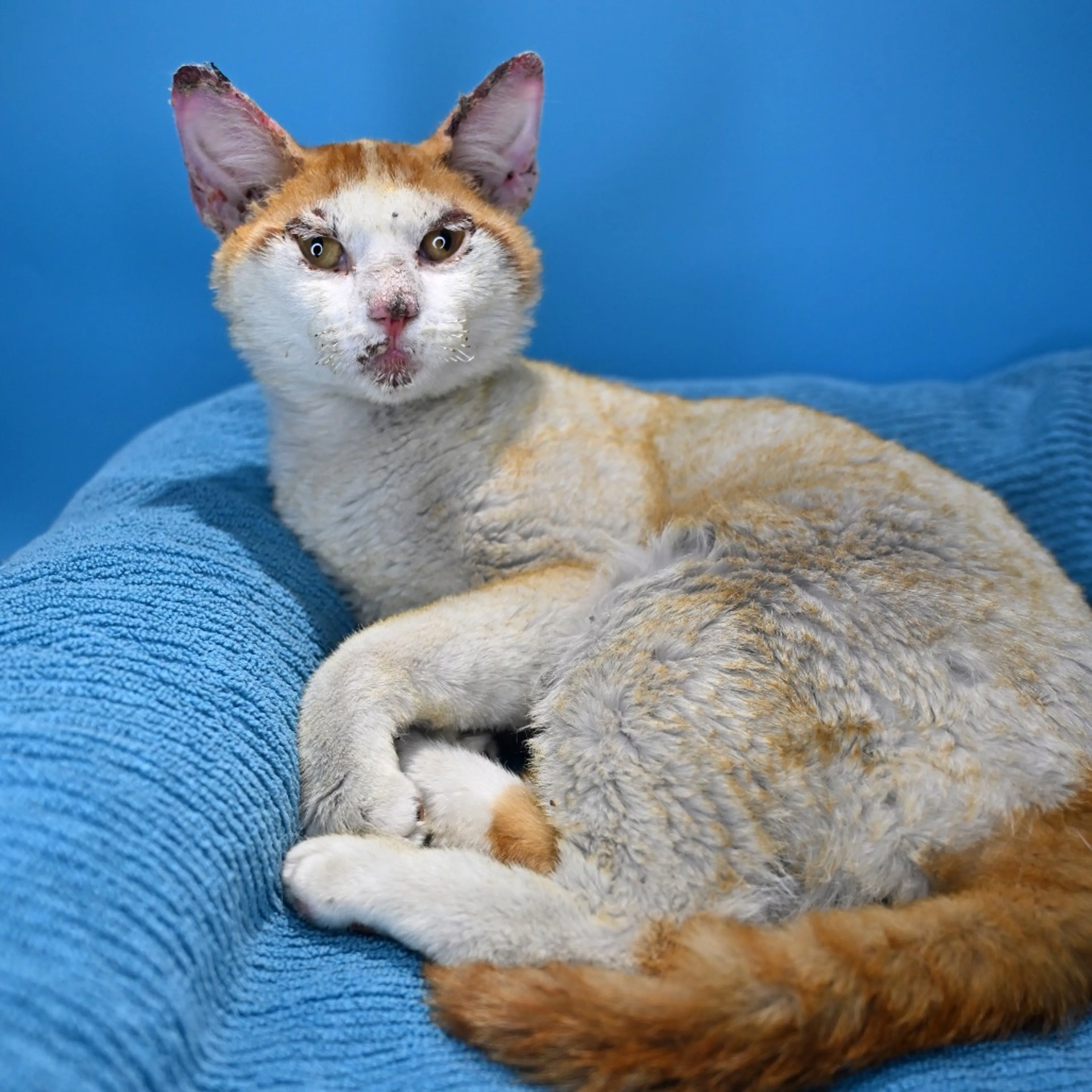 Found pet-4