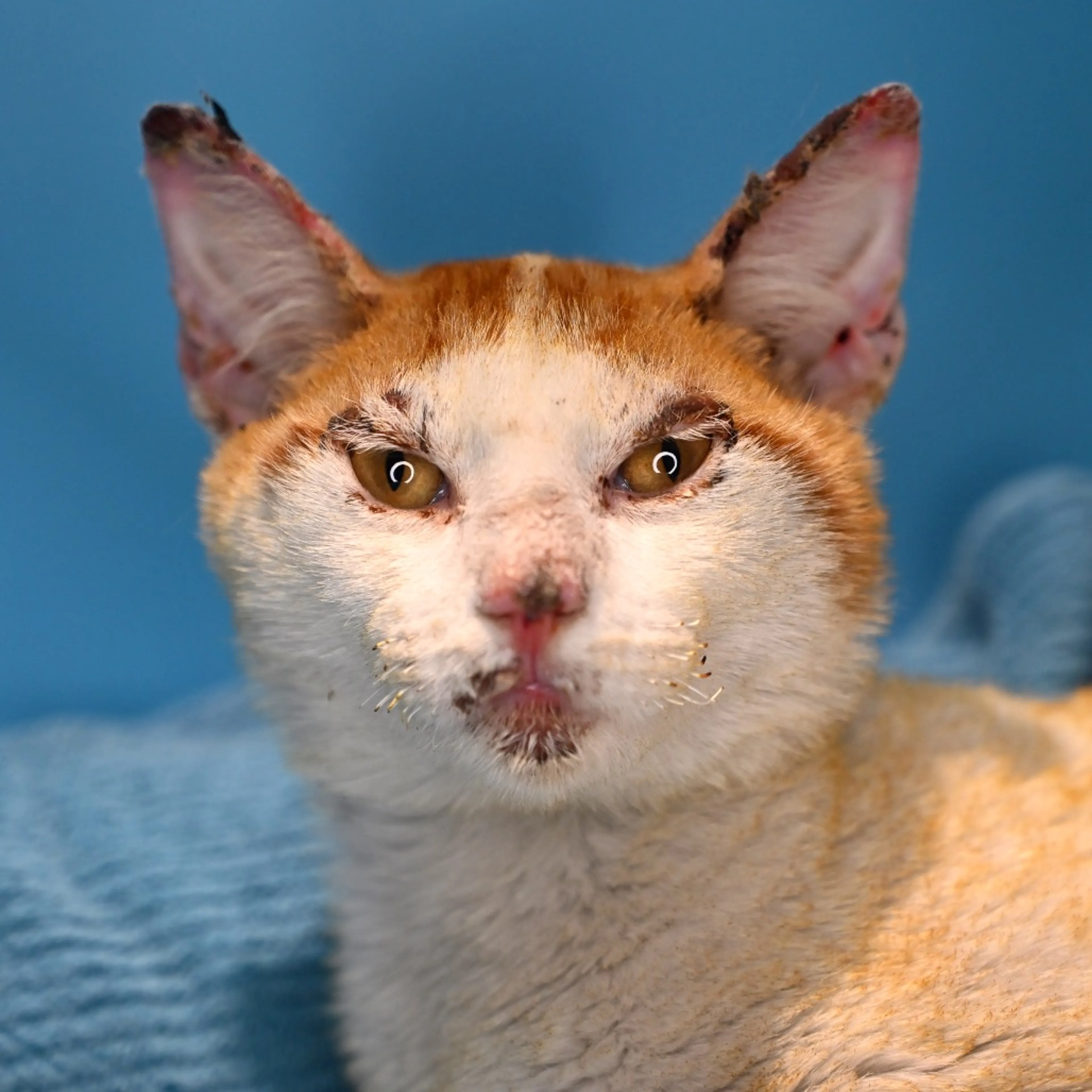Found pet-6