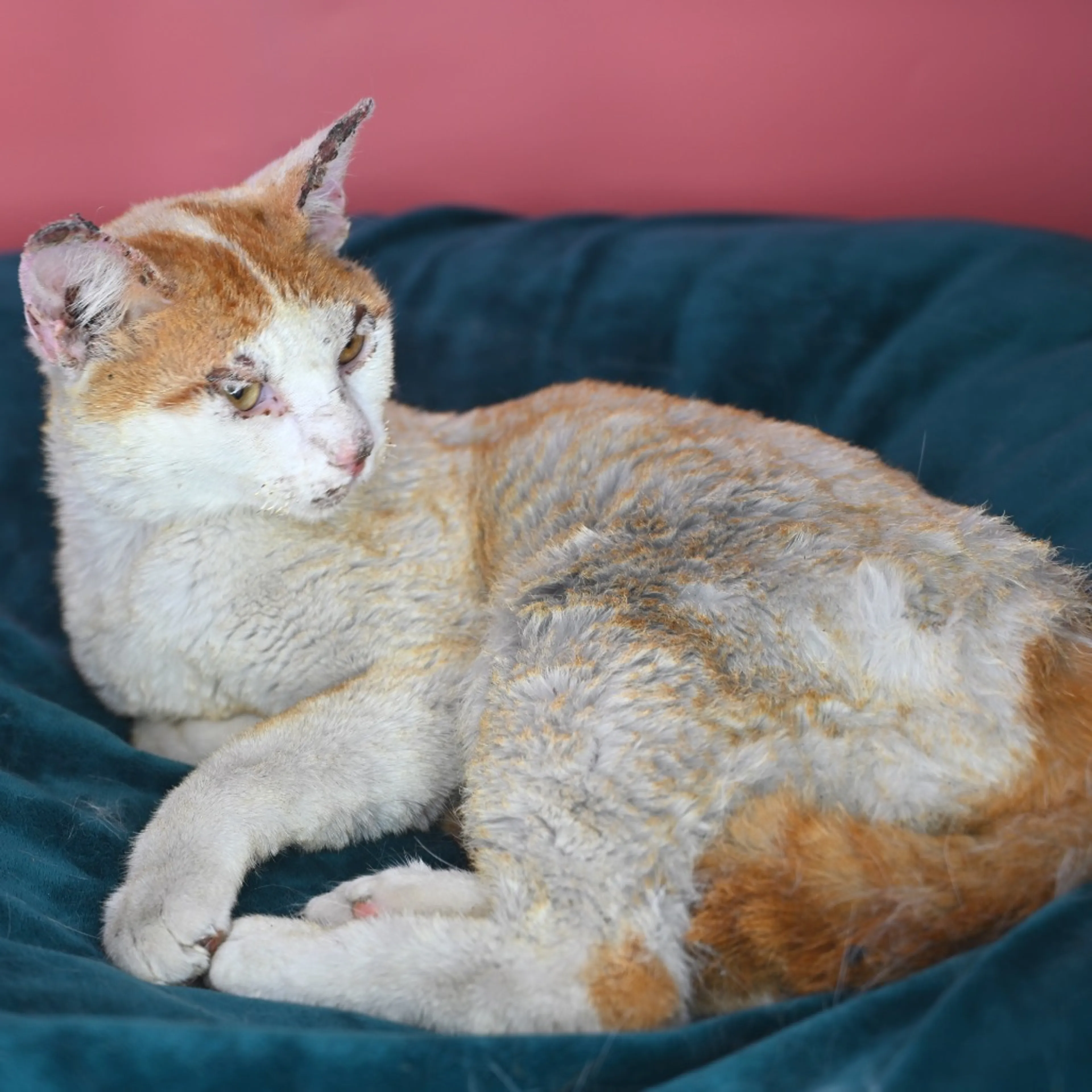 Found pet-10