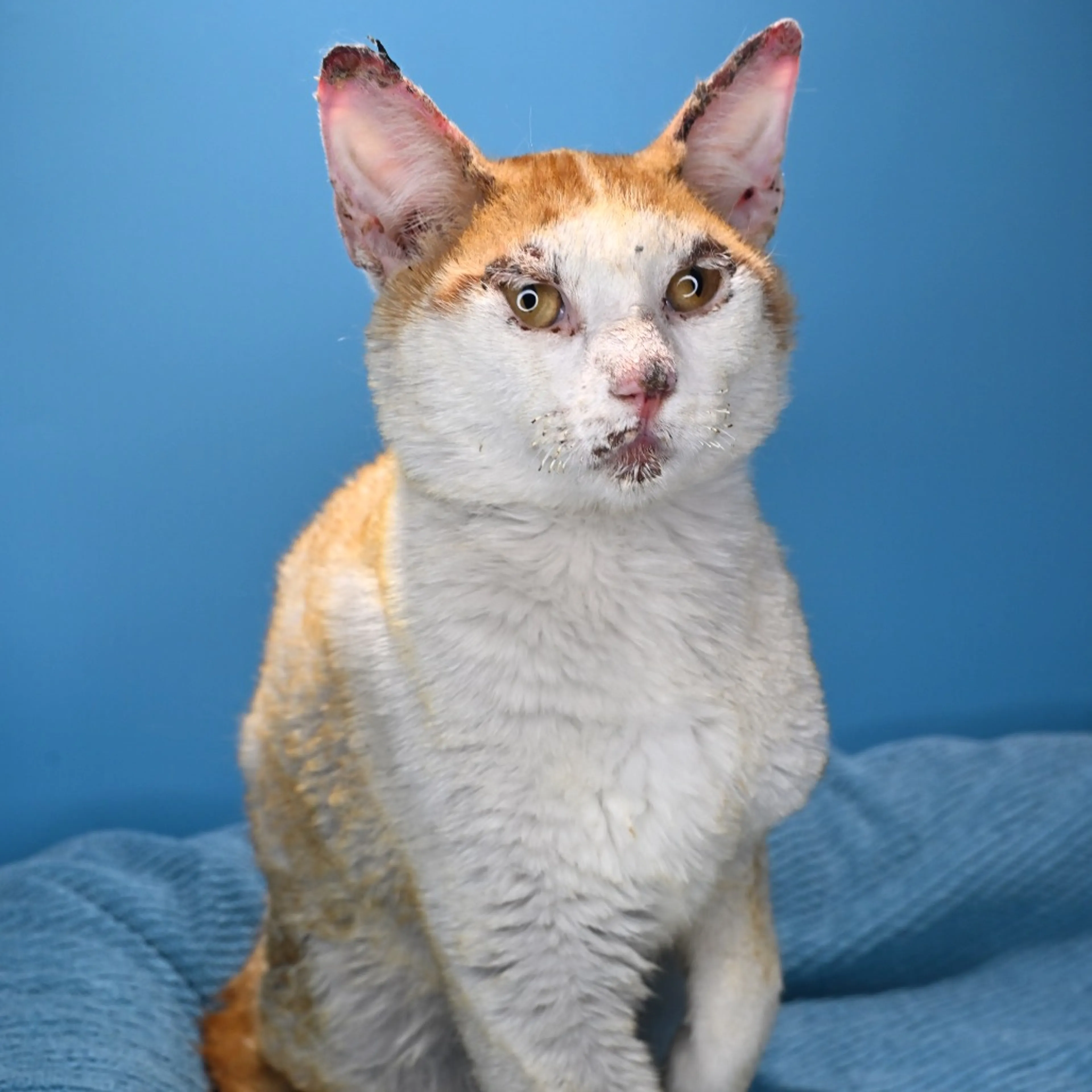 Found pet-1