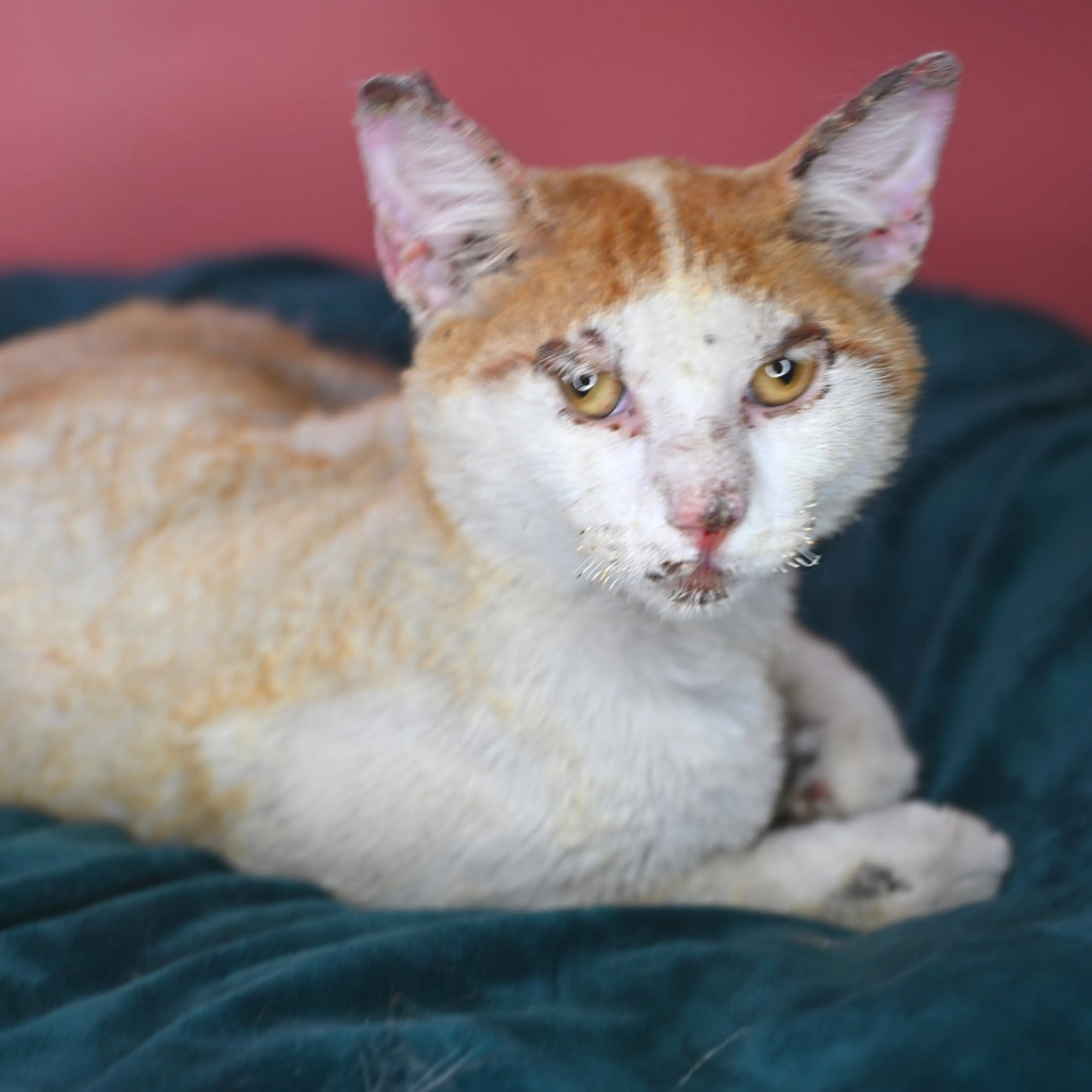 Found pet-8